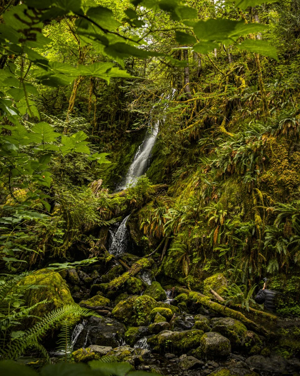 Merriman Falls, Quinault, Washington