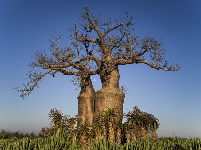 Baobabs and Moon, Madagascar