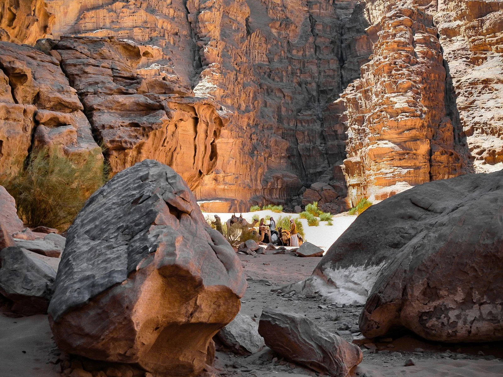 Camels in Wadi Rum, Jordan