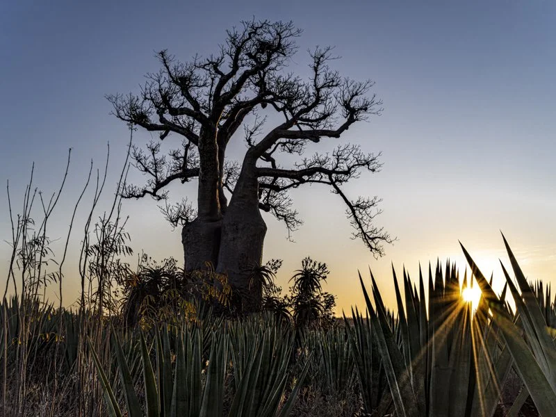 Baobabs at Sunset, Madagascar
