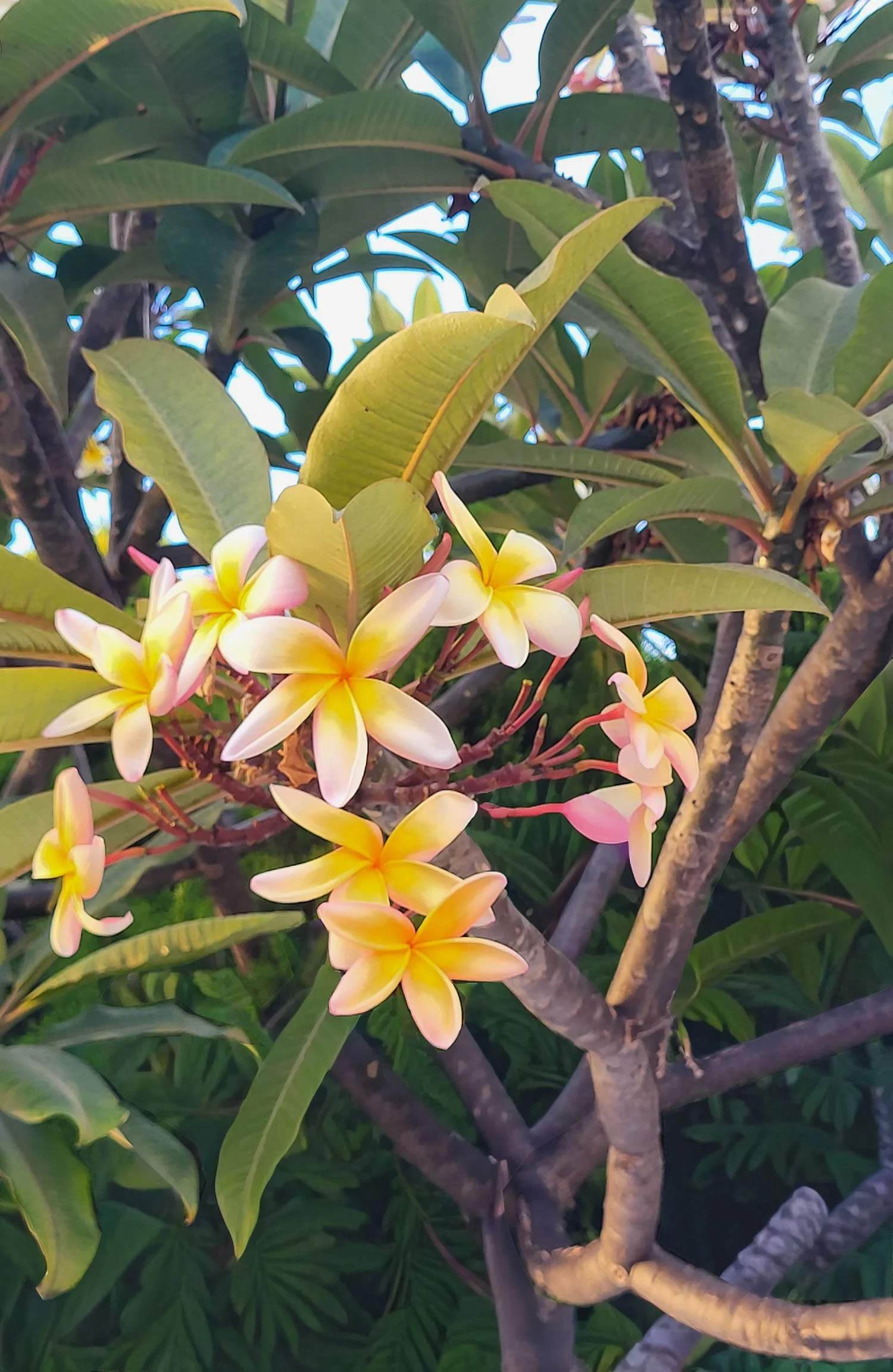 Plumeria flowers blooming in Madeira — photo inspiration for Kaisa Valtakari textile design