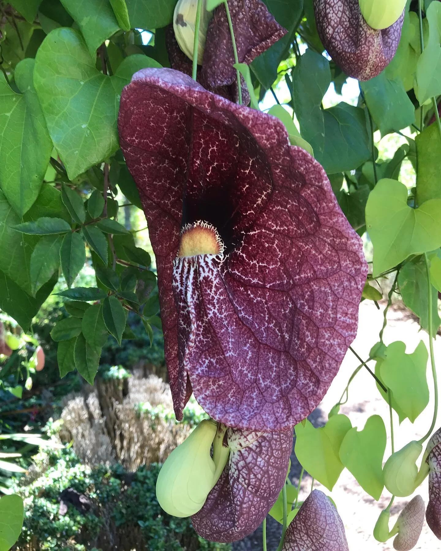 Print design #inspiration #tropicalflowers #palheirogardens #madeiraisland We will see what Kind of print design I will do from this flower