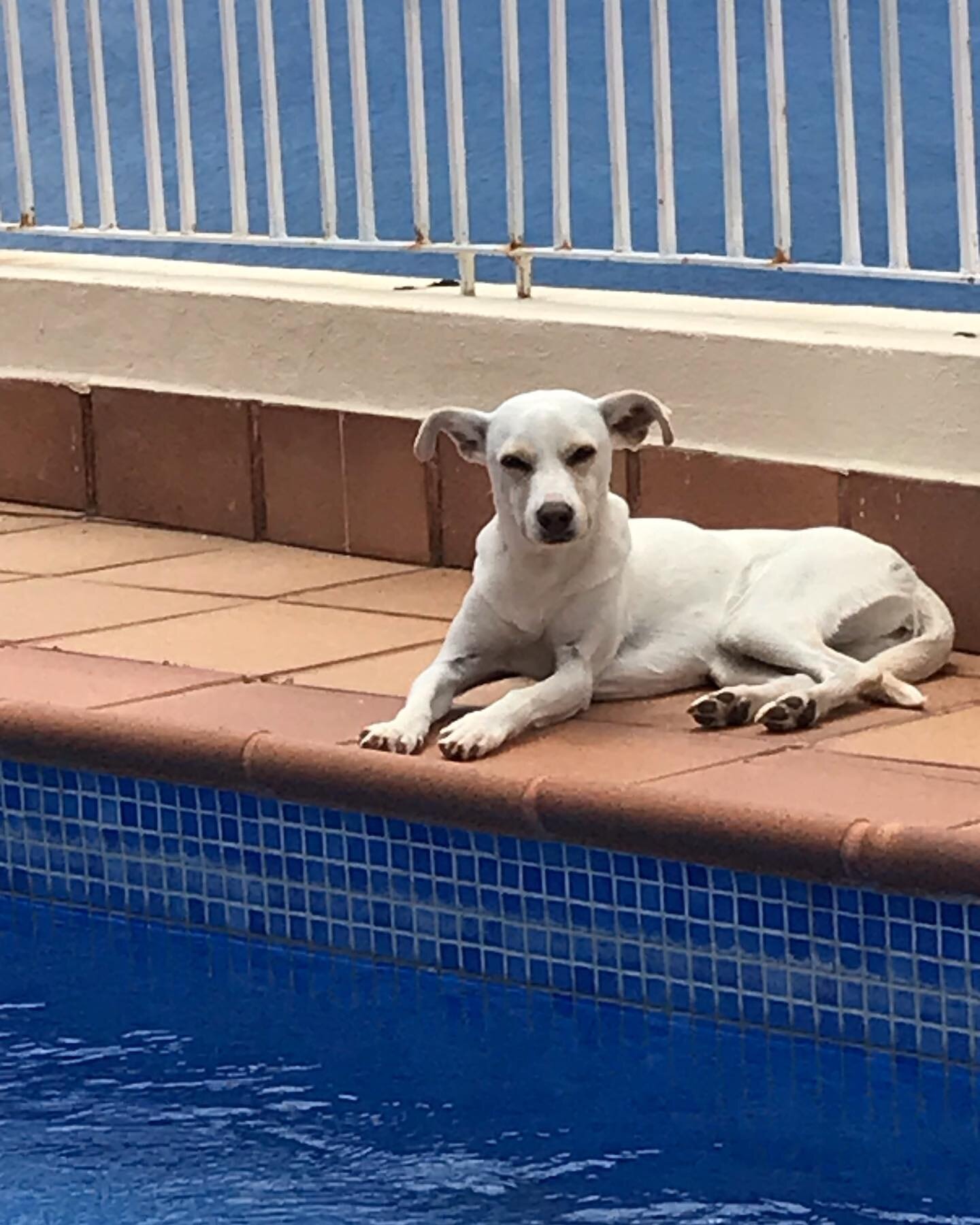 Dog wear design #photomodel #testingteam  dog Sally can also relax and take it easy at the pool #poolday