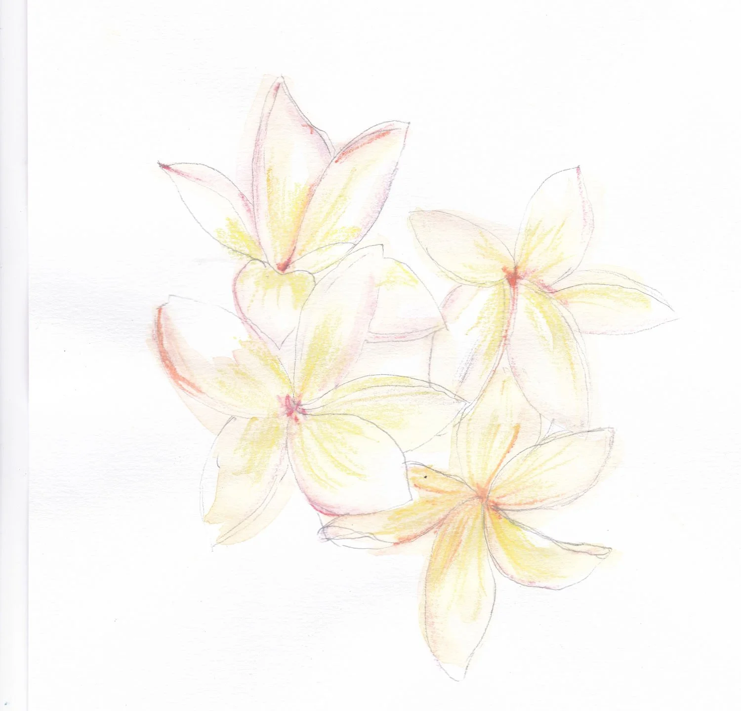 Watercolour sketch of plumeria flowers — hand-painted pattern design process by Kaisa Valtakari