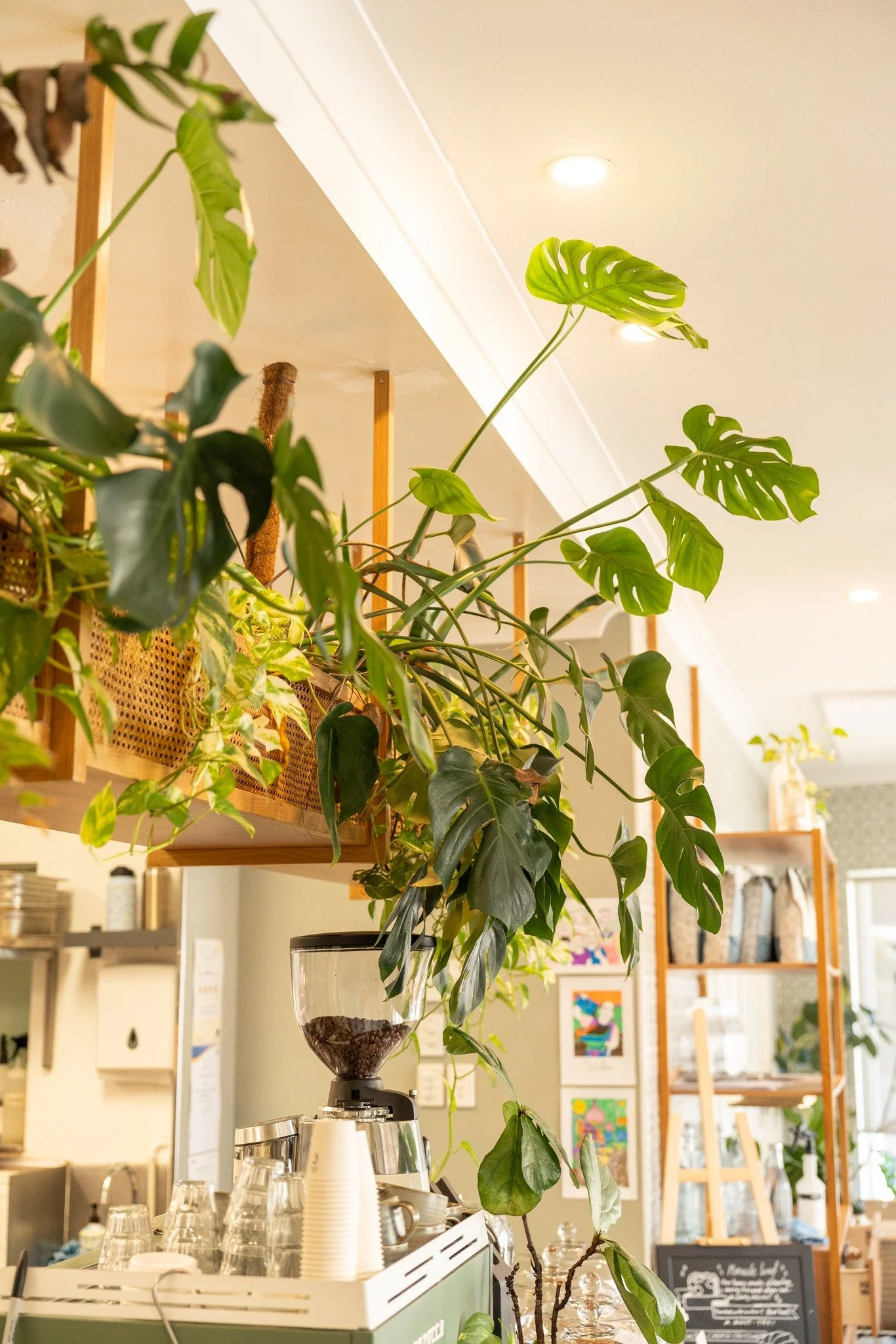 Our plants love coffee as much as we do 🌿☕✨

#willowcafe #brisbanecafe #plantvibes #coffeetime #cafelife