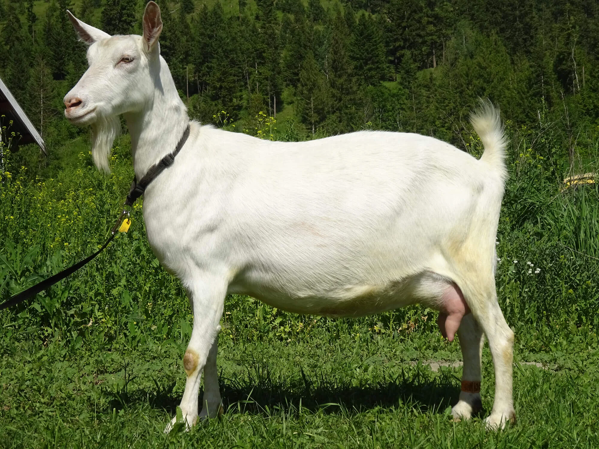 Saanen Goats History Milk Production Saanen Goats PBFF