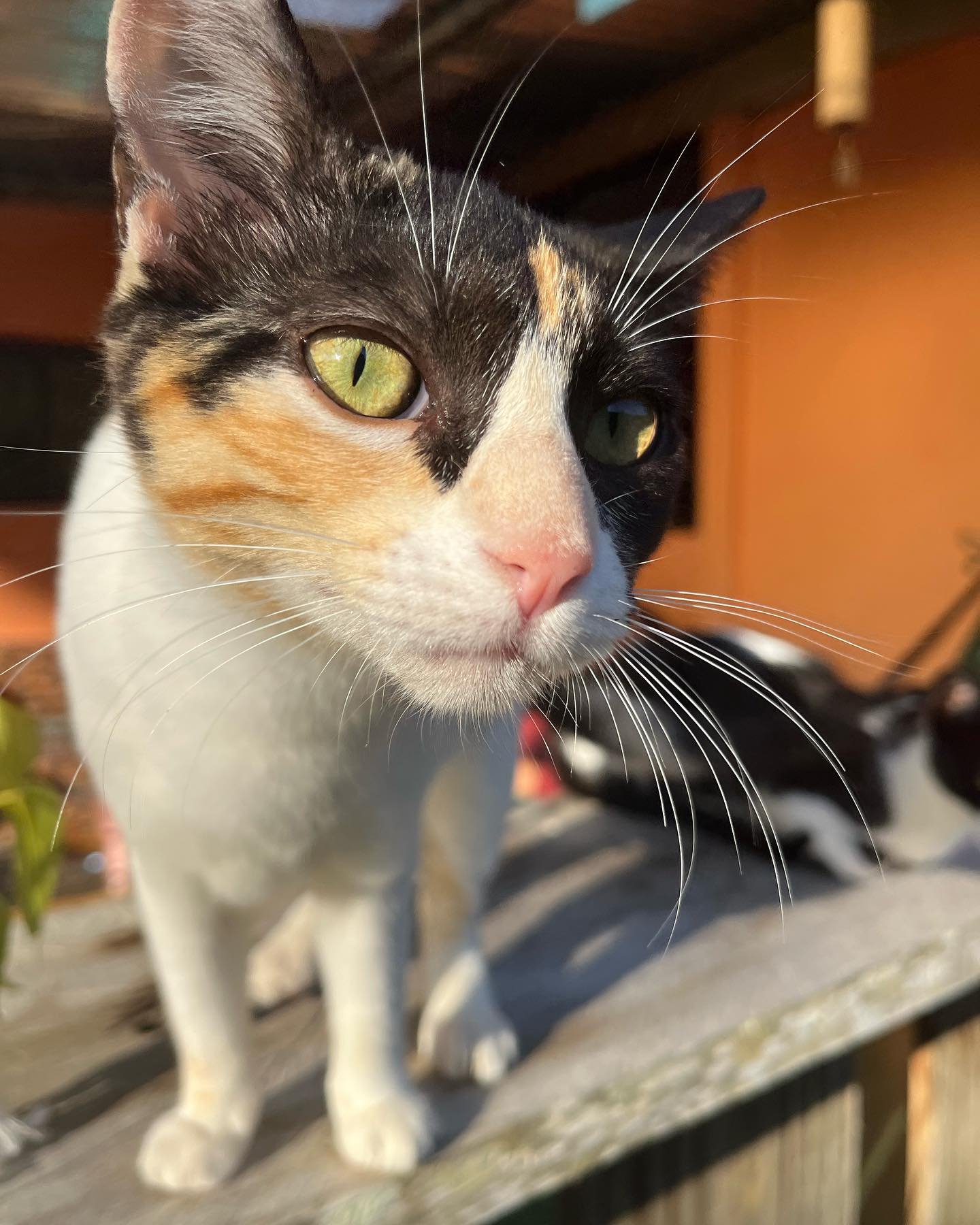 Meet Luna Margretson 

She&rsquo;s a wild Tica cat who delightfully chooses to live at our house&hellip; possibly because we feed her, snuggle her and often splurge for tuna to keep her fur soft. 

She is the reason all my earbud sets only have one b