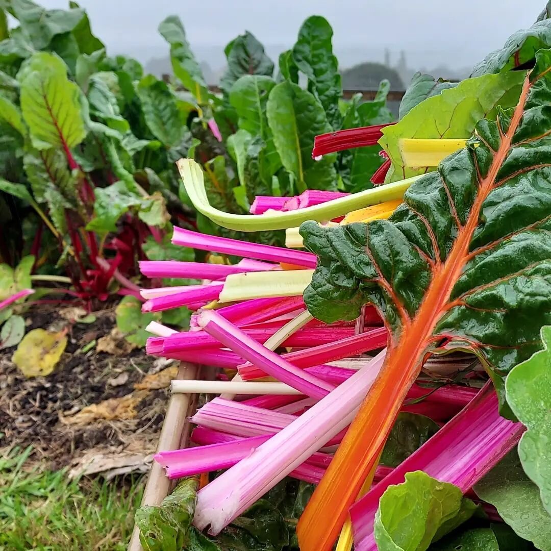 Rain washed and bountiful.
Oh, and those colours ! Freshly picked from the @theponychewvalley #nodig beds and off to @theponynorthstreet. #fieldtofork in action.
#rainbowchard
#nodigabundance
#beautifulsomerset
#freshly picked herbs
#pineapplesage
#l