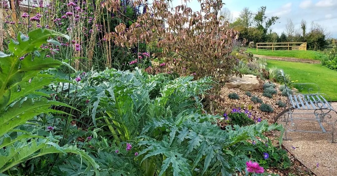 Cardoon comeback !
Sown and grown in the wonderful Eggleton family's greenhouse,this beautiful beast of a plant has been moved, chopped, beaten by the valley winds, strimmed, used as a hiding place by little 'uns, investigated by chefs and recently h