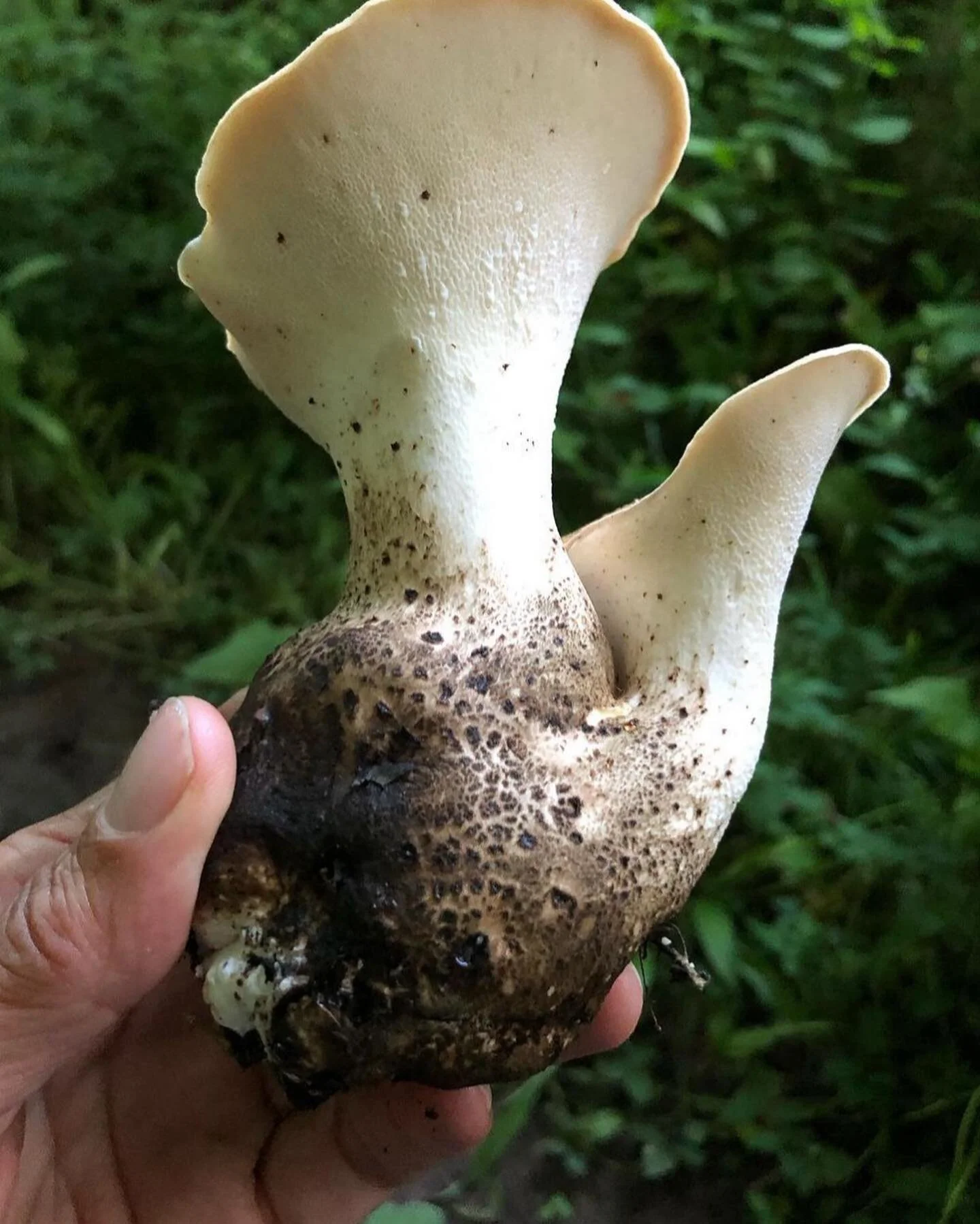Foraging walk and Cookery class with @josh_eggleton 🌱🍄

We&rsquo;ve teamed up with foraging master @goforaging for two very special events coming up on 14th May &amp; 10th June!

We'll start each morning foraging seasonal wild greens in the country