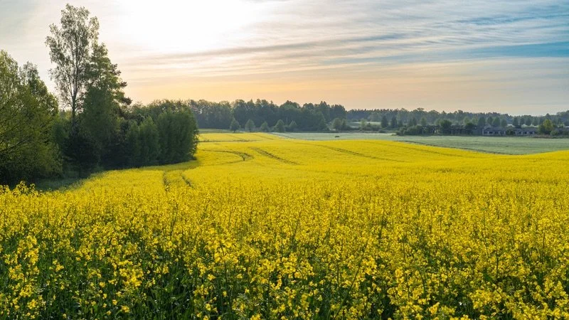 Yellow field with a path in the distance