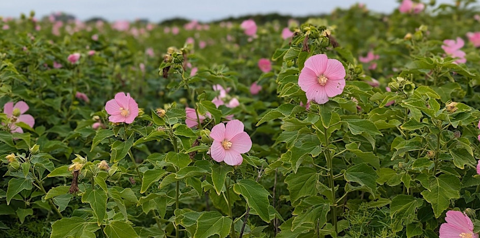 Native Plants for Native Landscapes Workshop