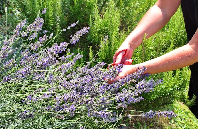 Growing From Clippings Workshop