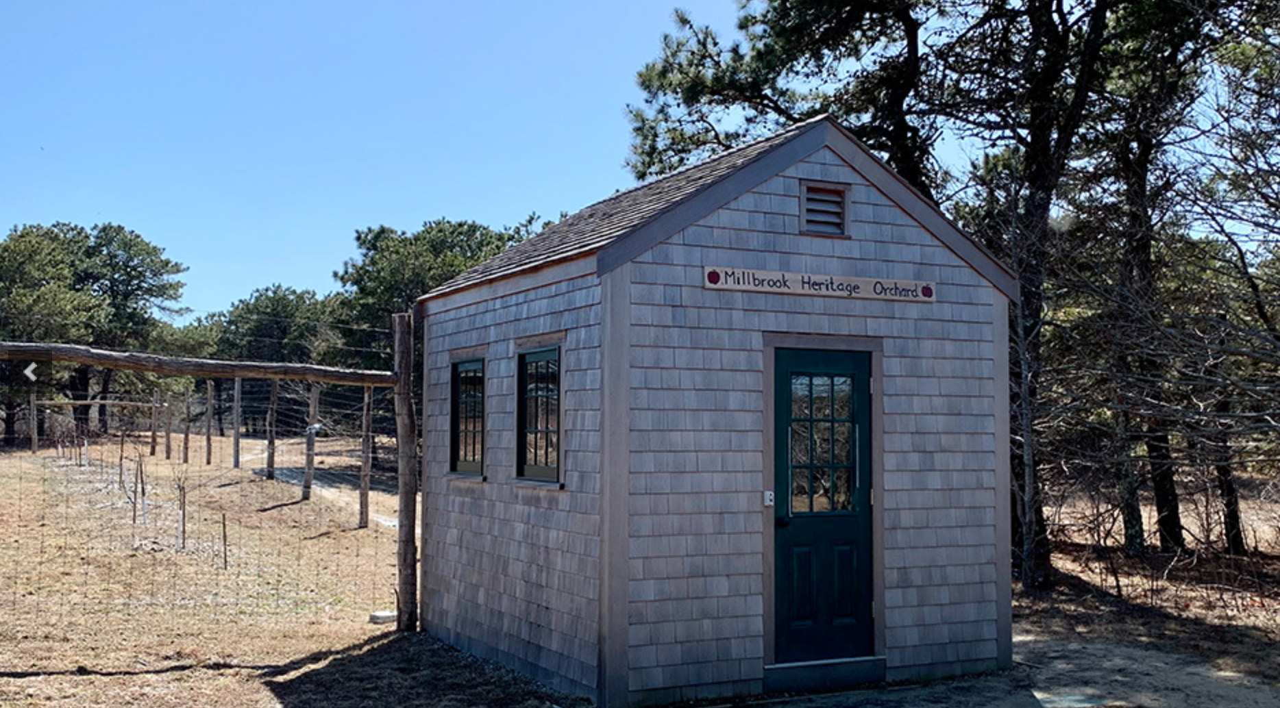Apple Tree Pruning Workshop