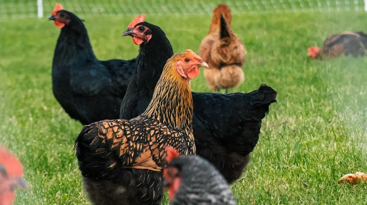 Chicken Slaughter Training