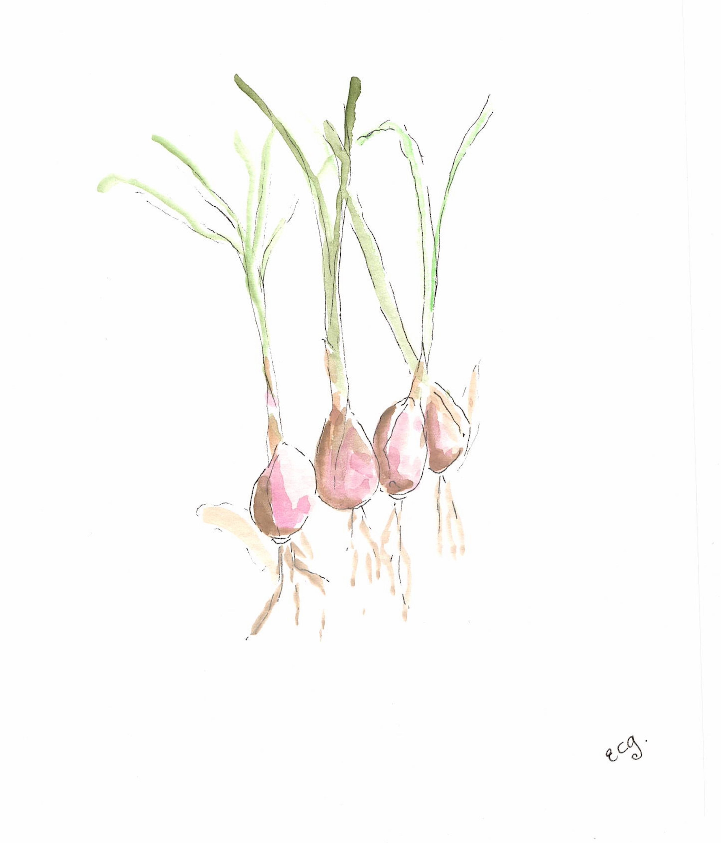 scallions (1).jpeg