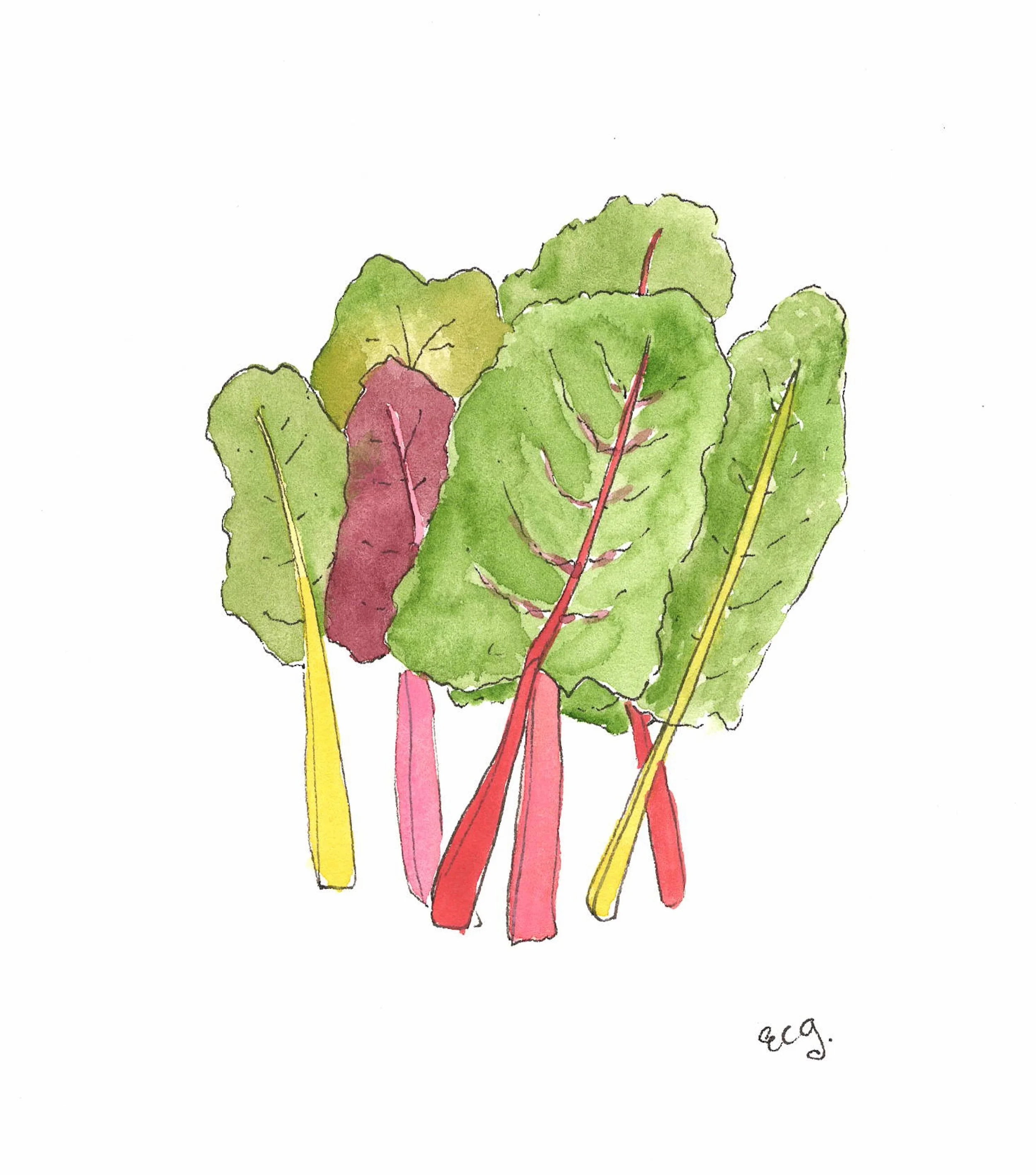 Swiss Chard (1).jpeg