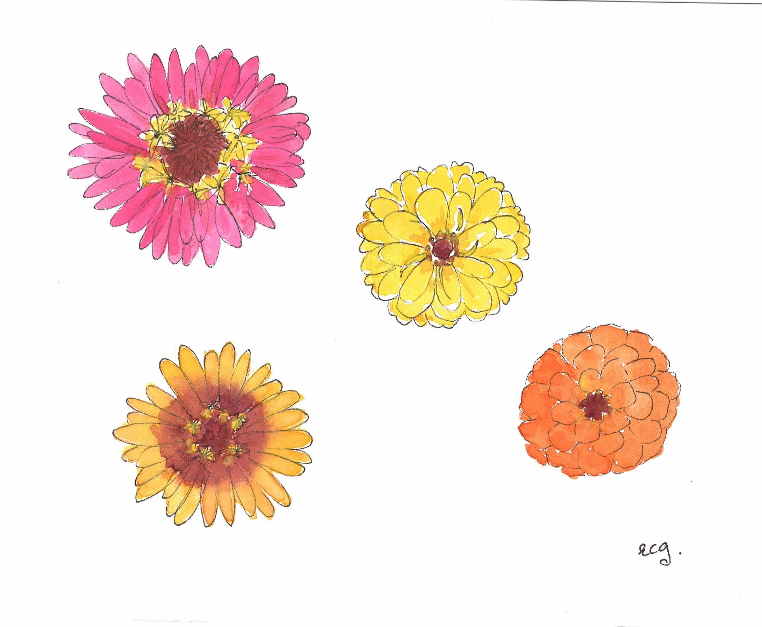 Zinnias (1).jpeg