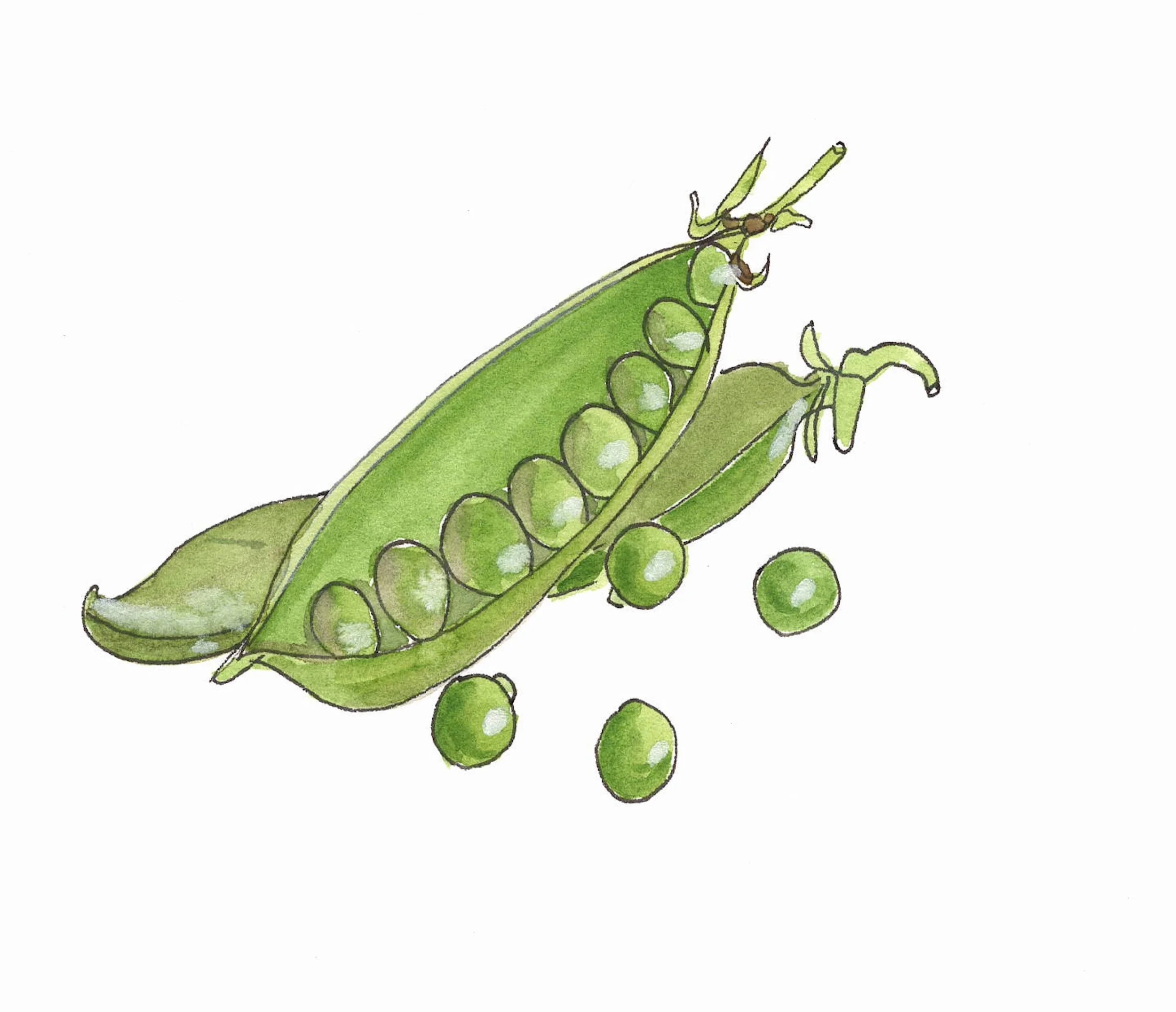 Peas in a pod (1).jpeg