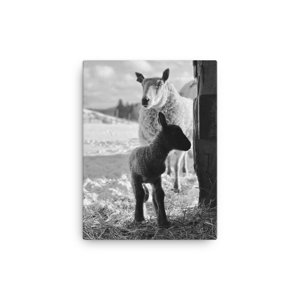 canvas-(in)-12x16-wall-64c3eca70c47c.jpg