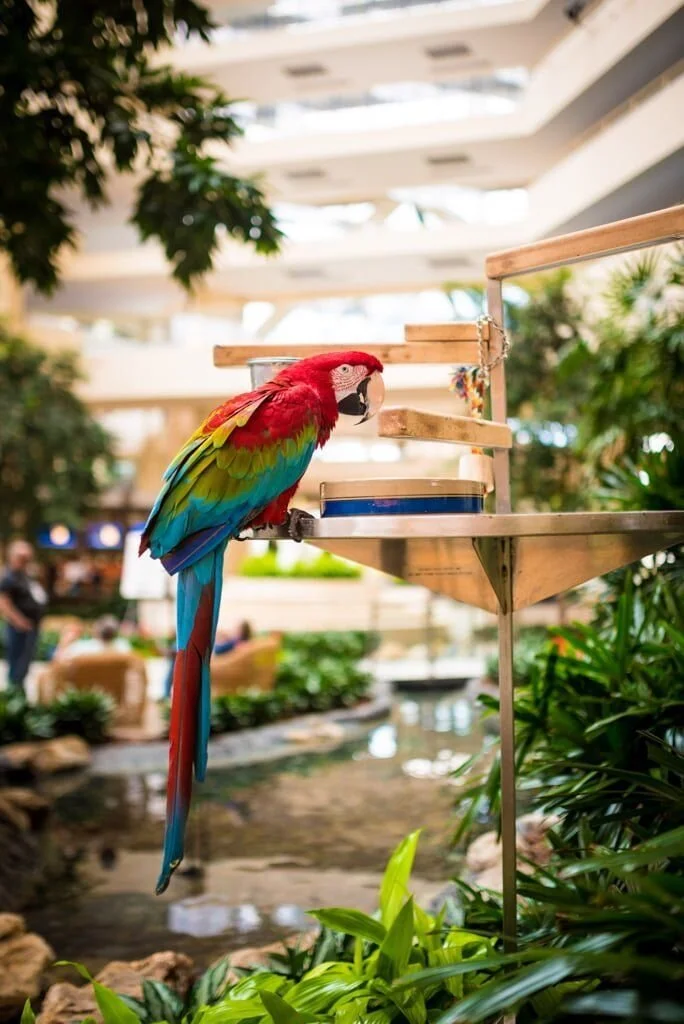 Hotel Lobby Parrot.jpeg