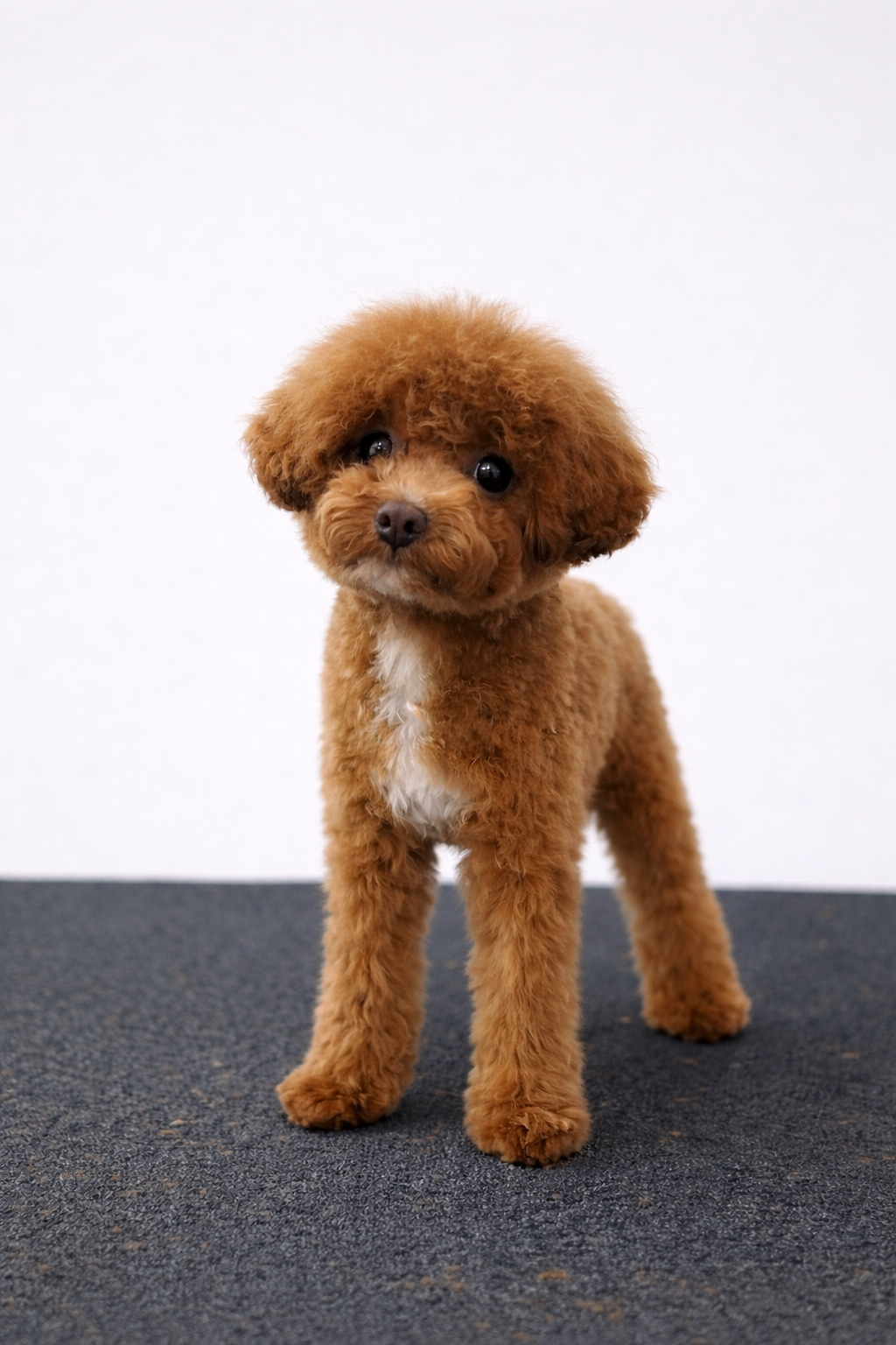 Asher (Toy Poodle)