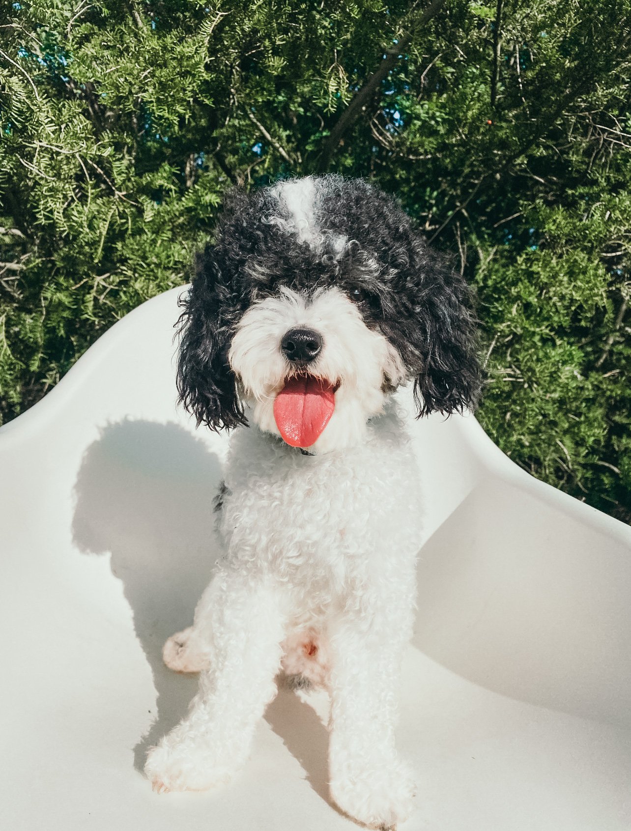 Rocky (Toy Poodle)