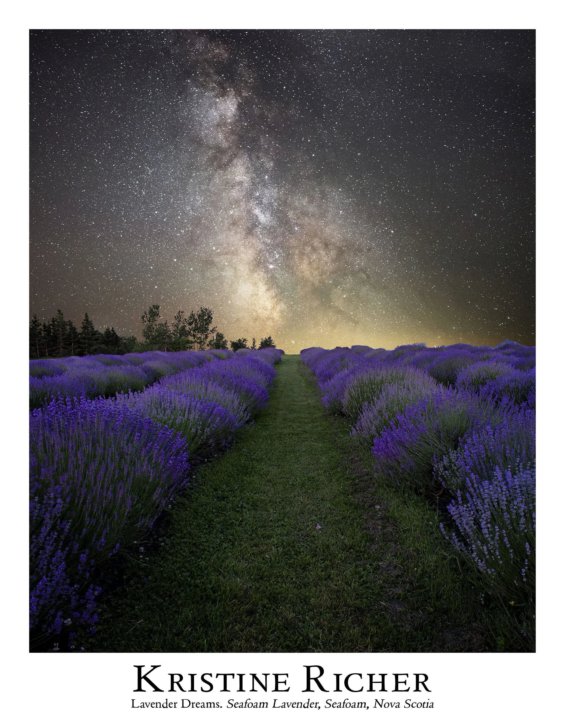 Lavender Dreams at Seafoam Lavender