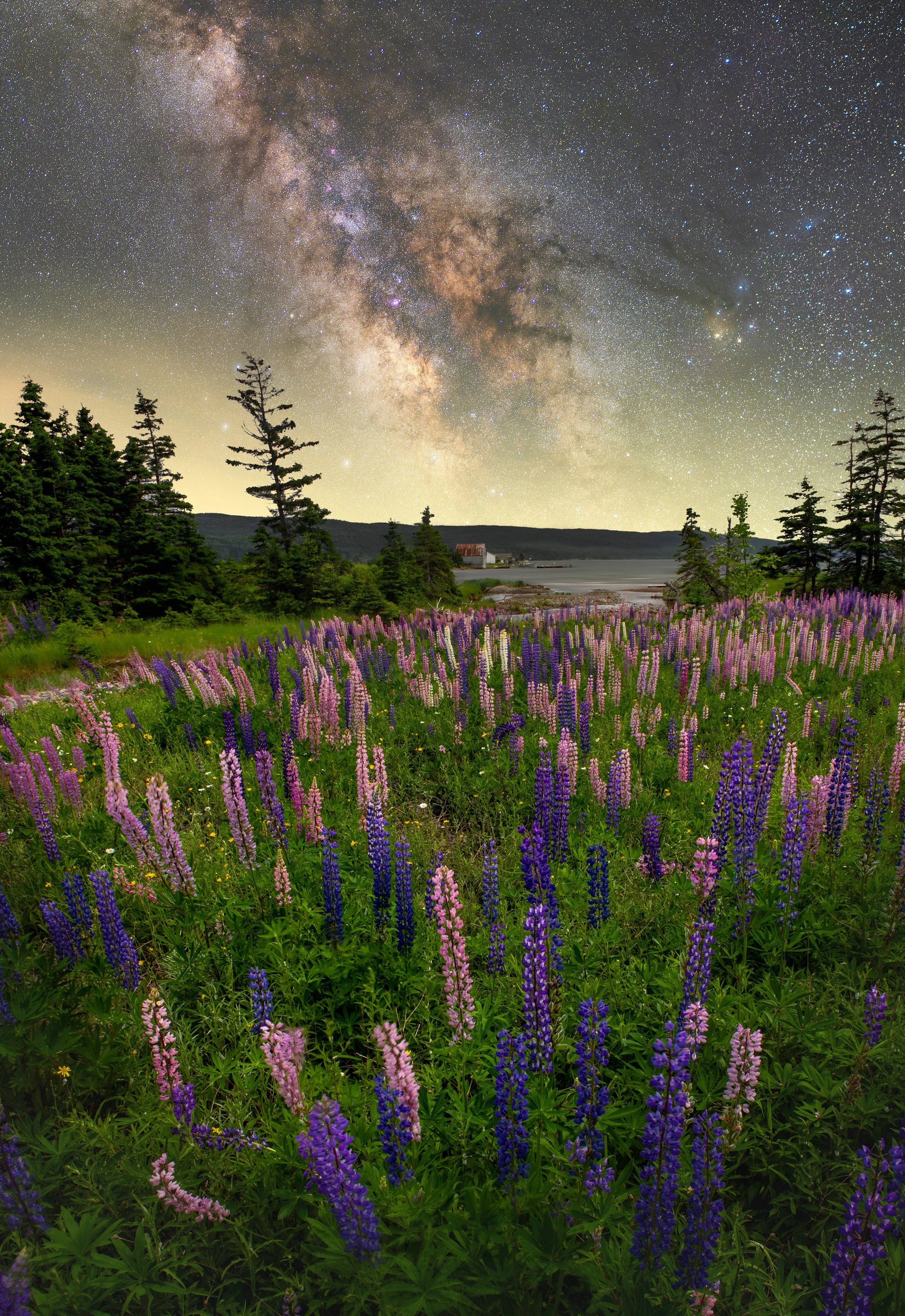 11x16 Print Lupins by the Sea.jpg