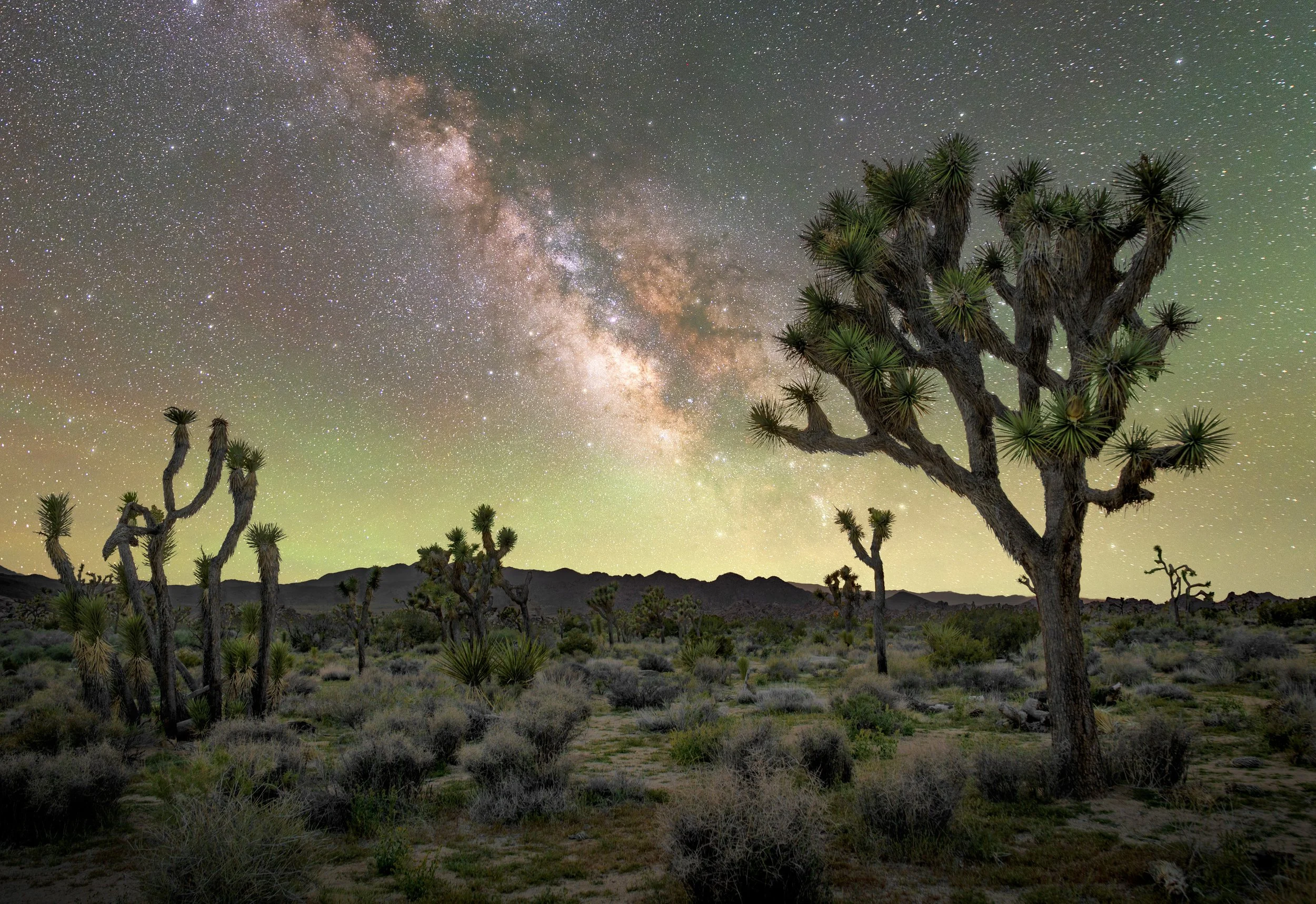 11x16 Print Joshua Tree.jpg