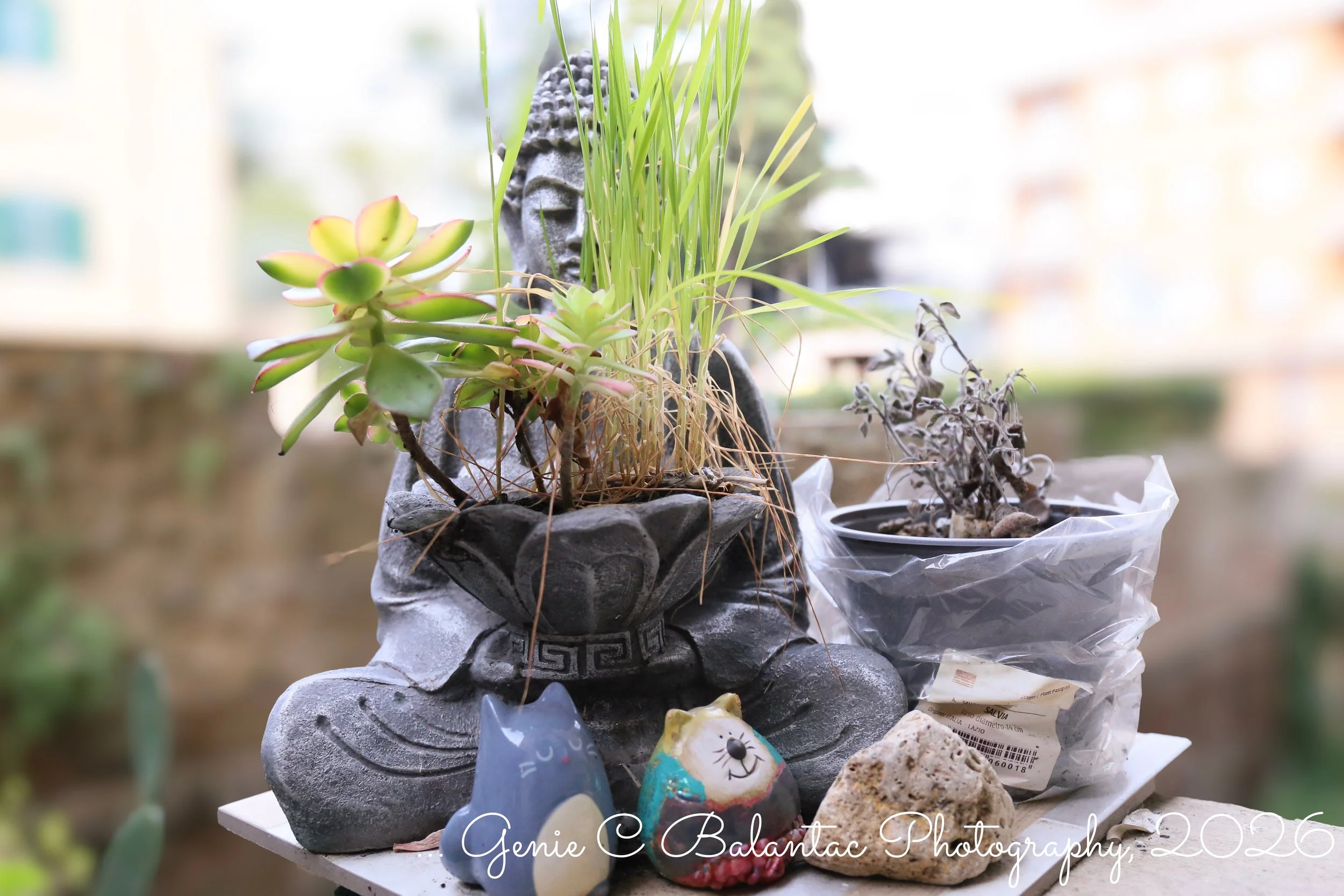 Roma Buddah ...