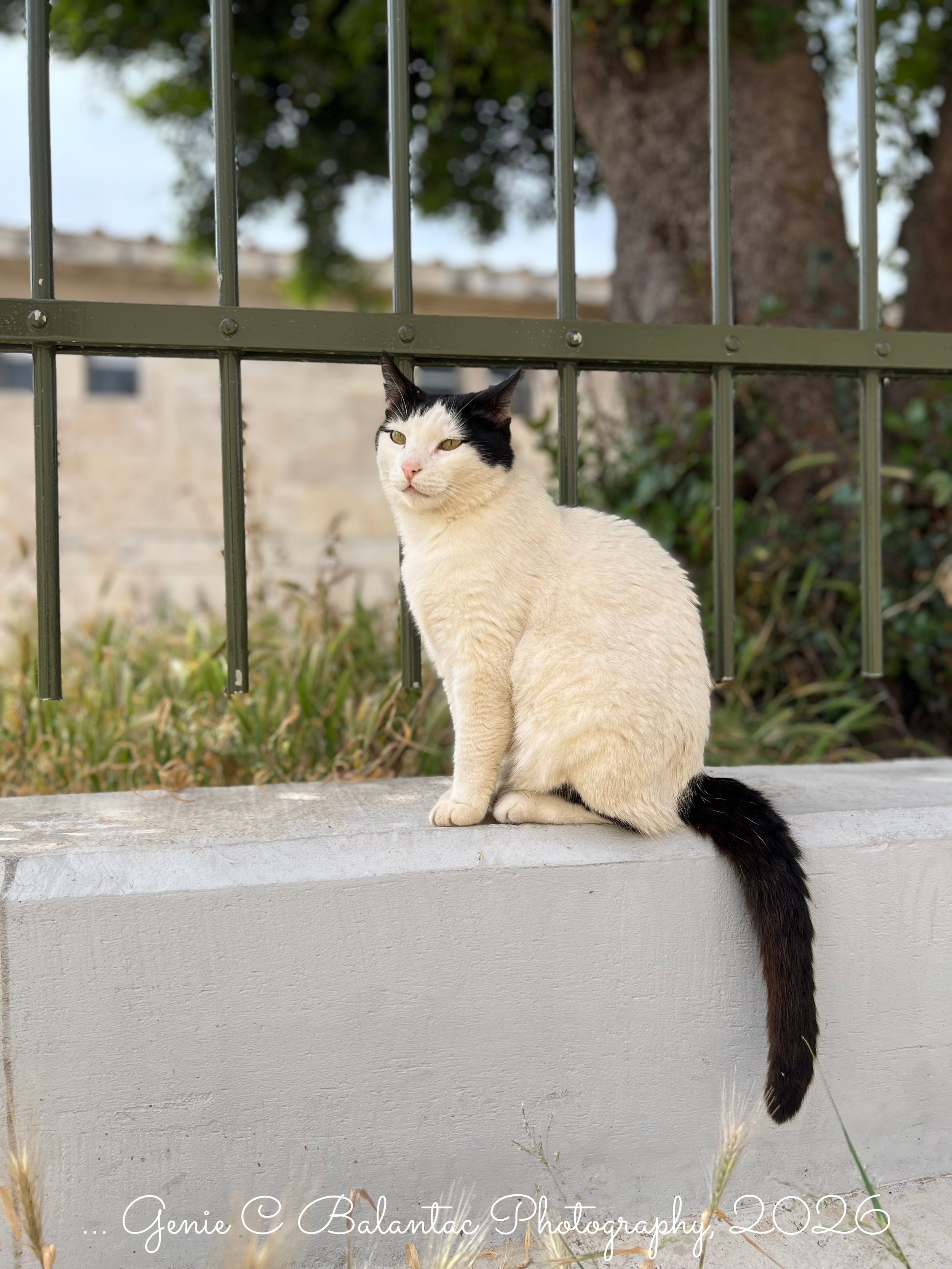 Yellow Eyes ..