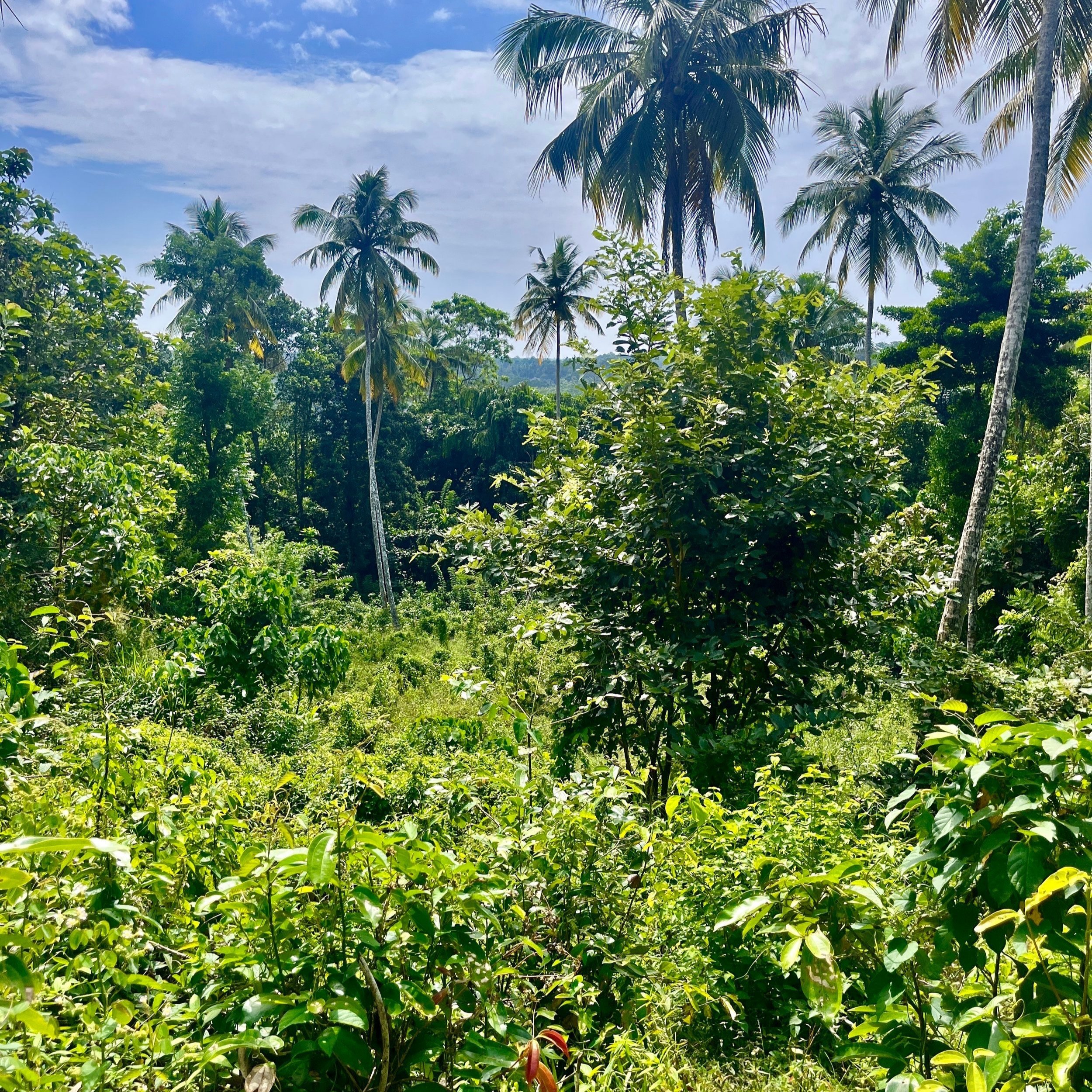 Jungle+retreat.jpg