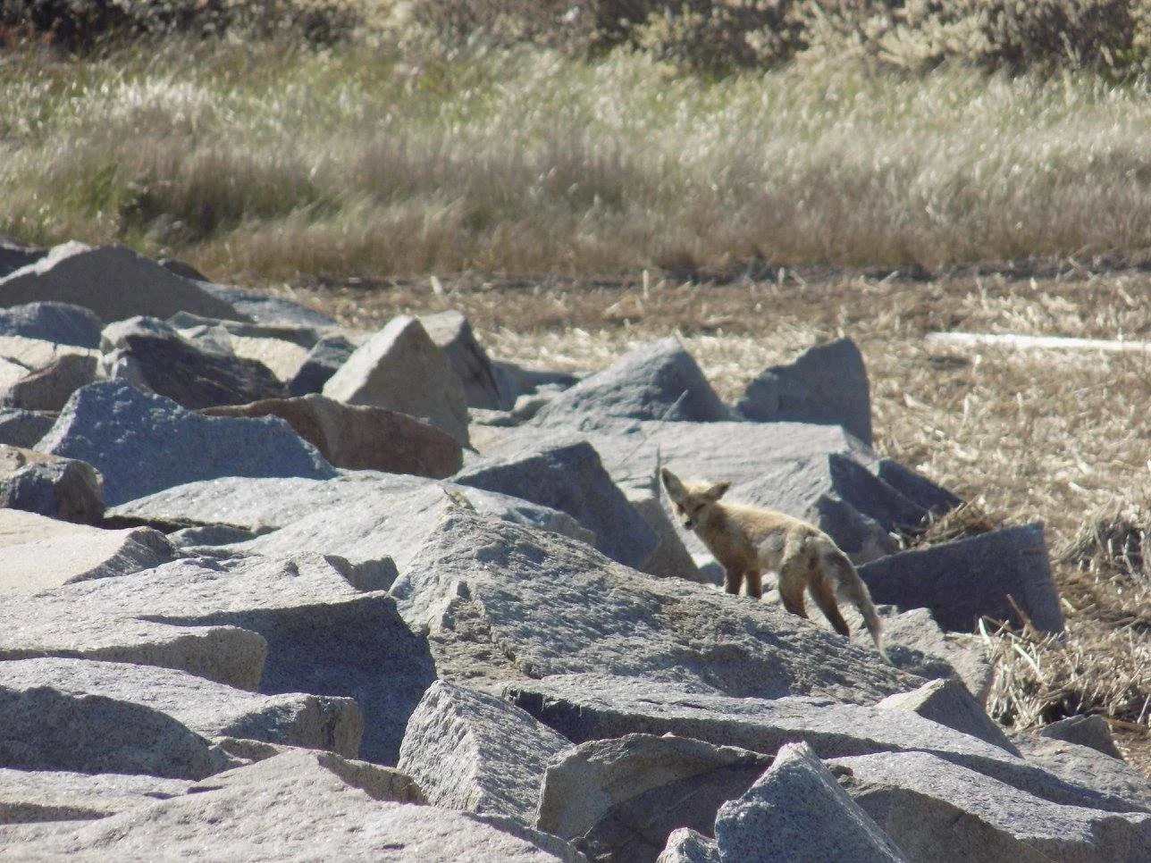 Following your Inner Compass &amp; Honoring your Energetic Boundaries: Reflections on turning 37