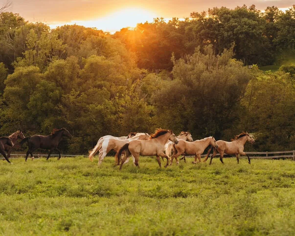 Soundbath among the Horses at Folly & Friends Mustang Sanctuary in Birdsboro