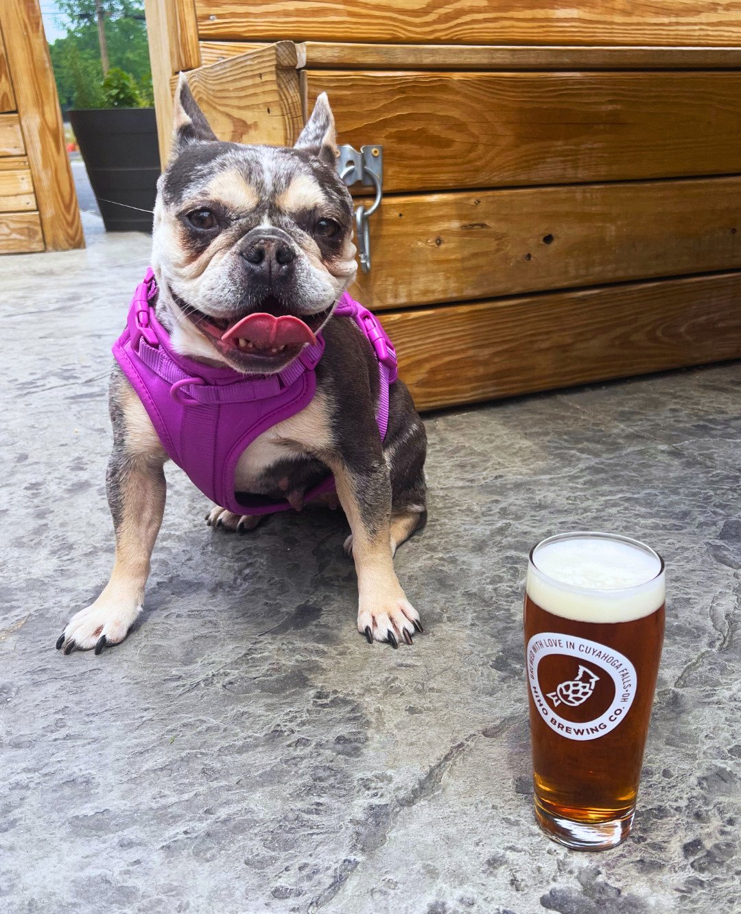 Our patio&rsquo;s open and dog-friendly! 🐾 

Stop in this week with your pup, grab a beer, and soak up the sunshine. 

🍻 TAPROOM HOURS: 
Wed&ndash;Thurs: 3&ndash;10PM 
Fri&ndash;Sat: 12&ndash;10PM 
Sun: 12&ndash;8PM