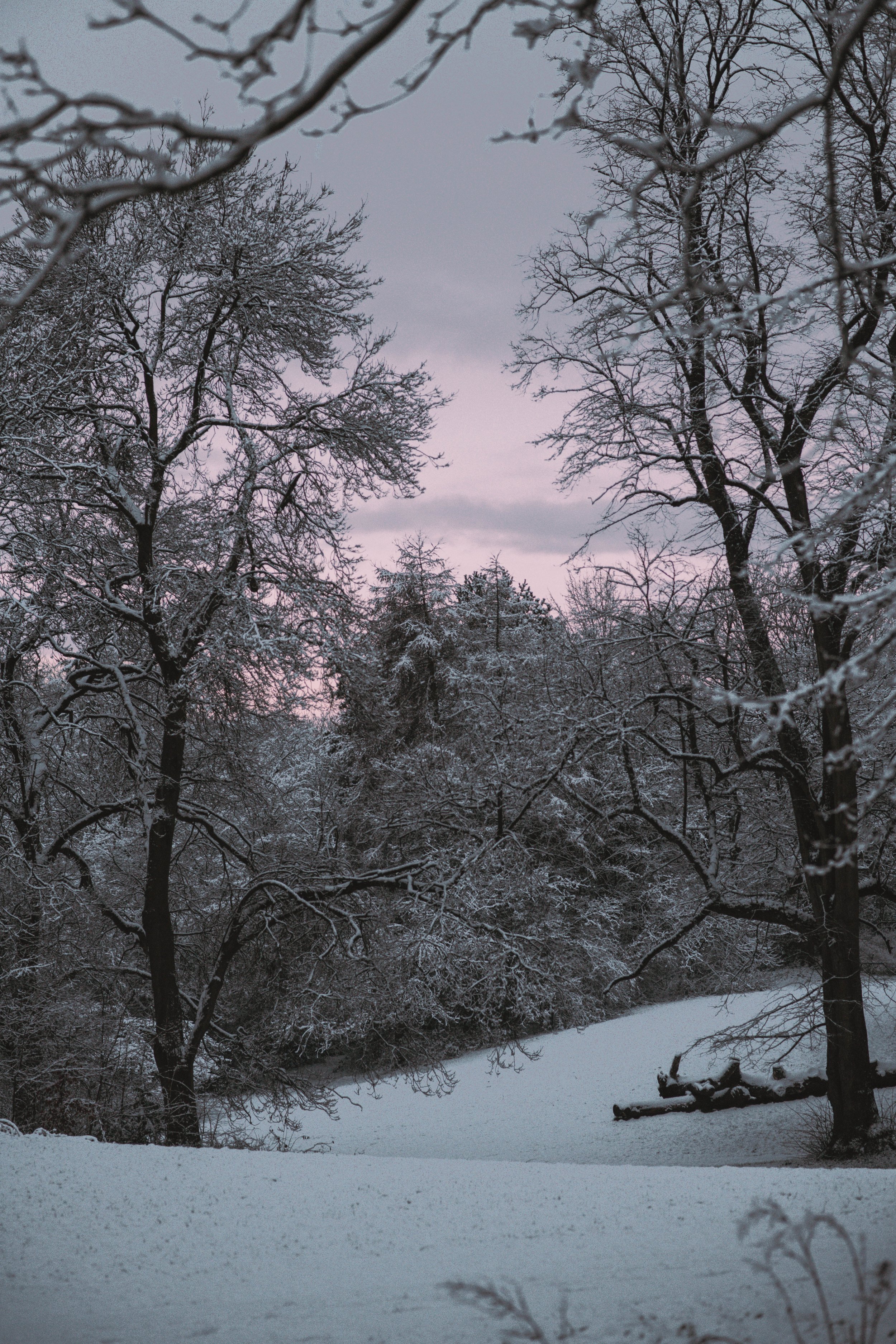 DSC_2802 copy.jpg