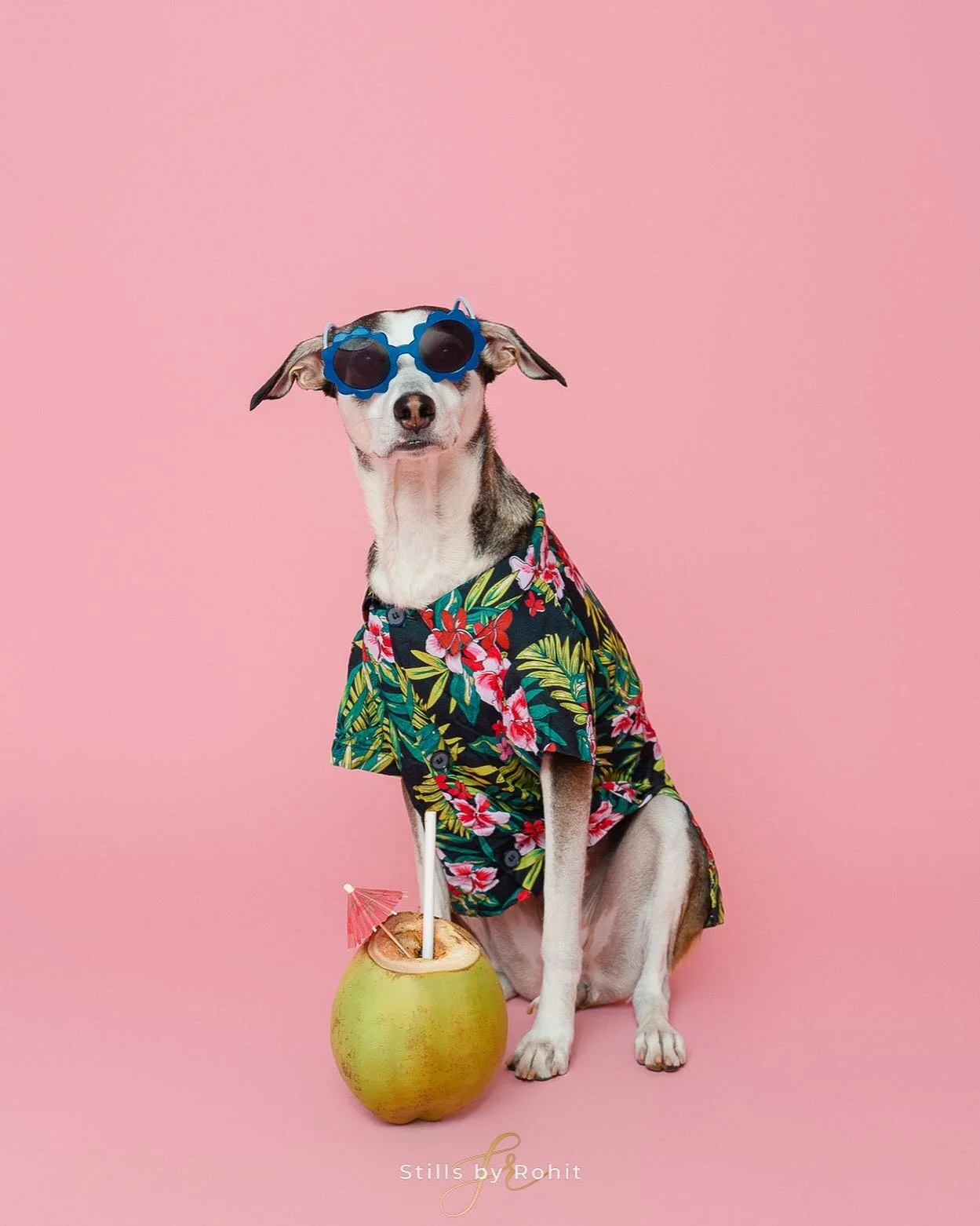It&rsquo;s hot out there but you are cool ⛱️😎🌴

In the frame @bing_nova