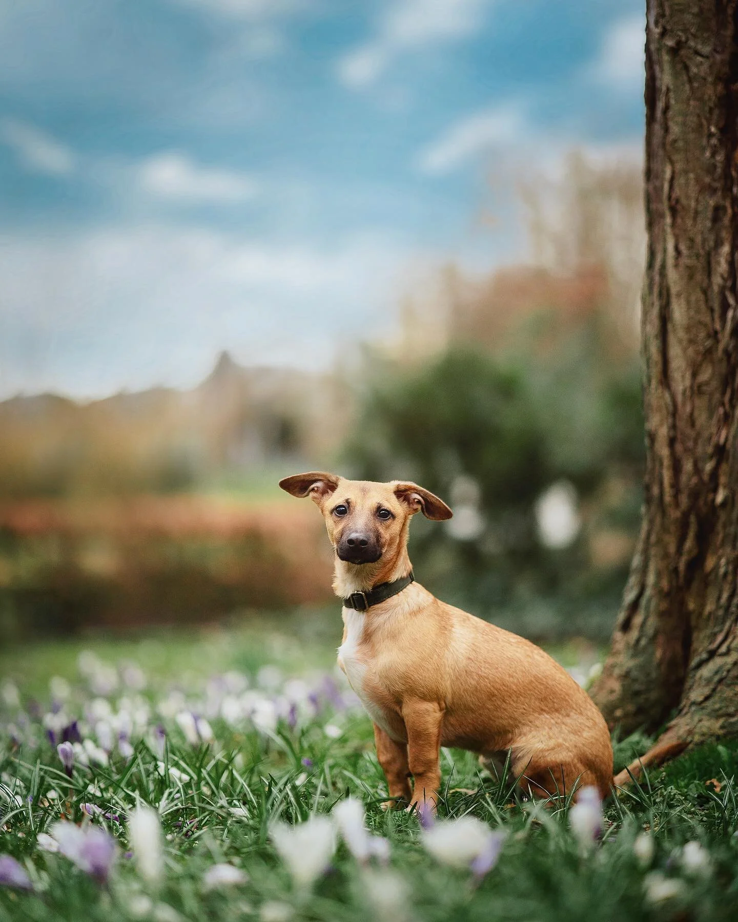 The floppy ears of this pup was the first thing you also noticed in the picture right ? @pennuf made sure that I click the floppy ears of Cyb&egrave;le, she didn&rsquo;t care much about anything else 😅😅

My First shoot in Europe and who modelled ? 
