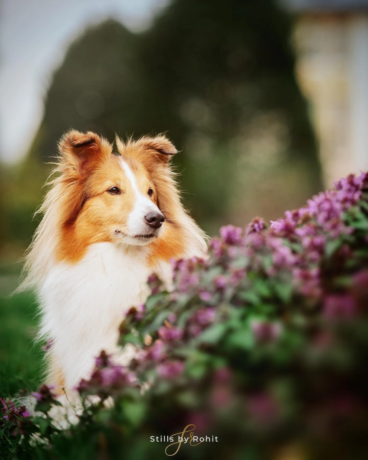 That Royal look 👸👸

The session with @mrsnature_photography and her munchkins was so so good. Jessica we need to do another session with your cute little boy with Bella and Monty 😍😍

#sonyartisan #petphotographerluxembourg #dogsofluxembourg #pets