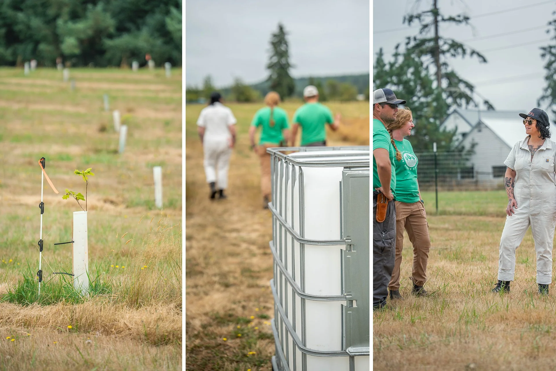 A collage of three images features young saplings in a field, a piece of watering equipment with people walking in away from it in the background, and three people standing in a farm field with a farmhouse and evergreen trees in the background.