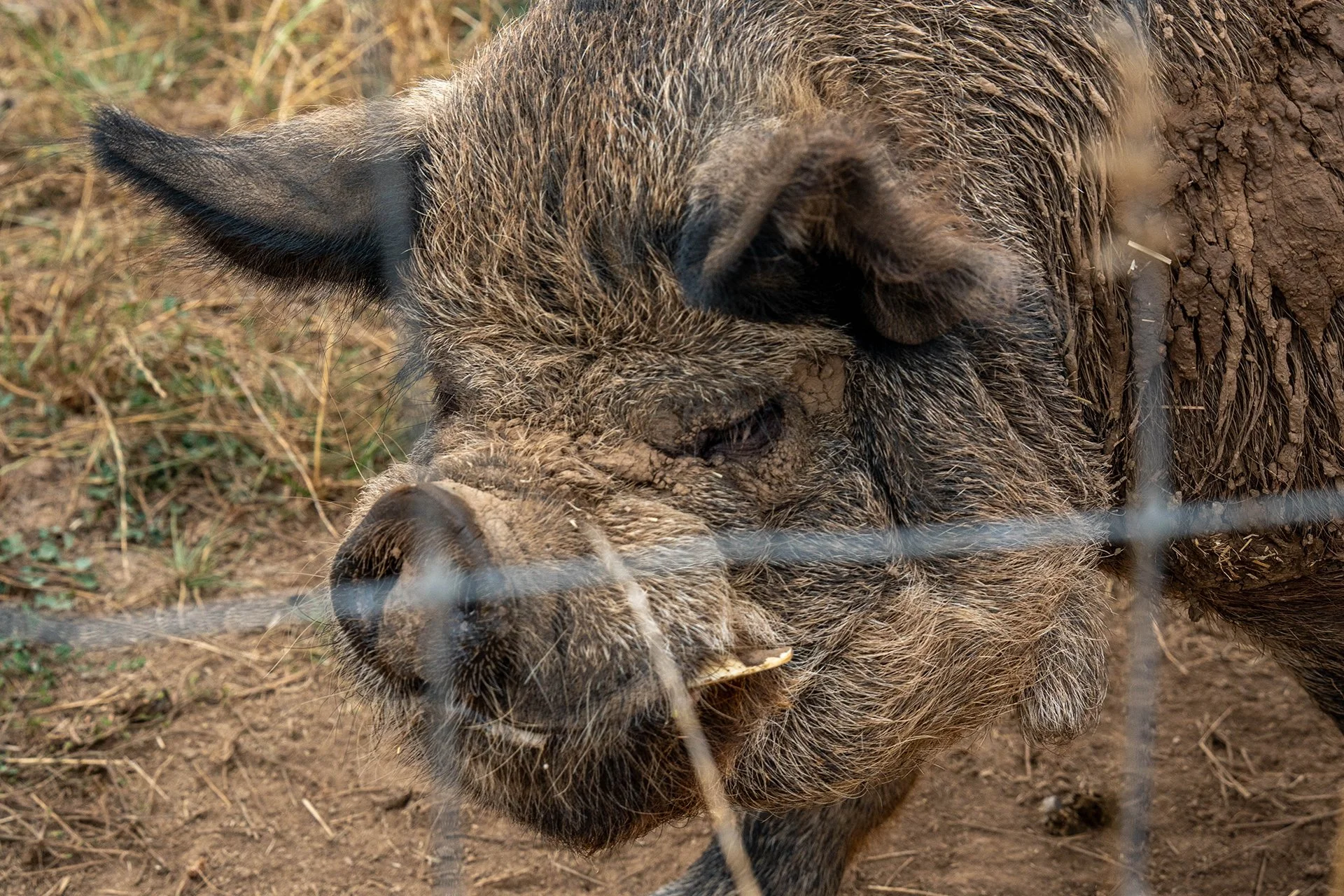 A male boar with tusks walks behind a fence line.