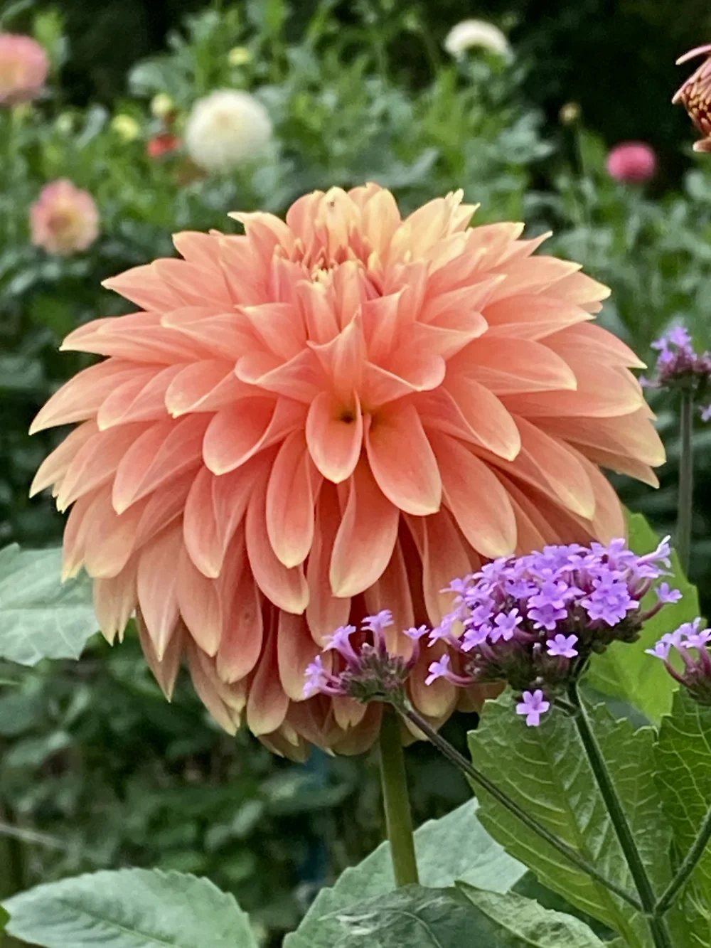 ✳︎ dahlia ✳︎様ご相談用ページ ✳︎ dahlia ✳︎様ご相談用ページ ✳︎ dahlia ✳︎様ご相談用