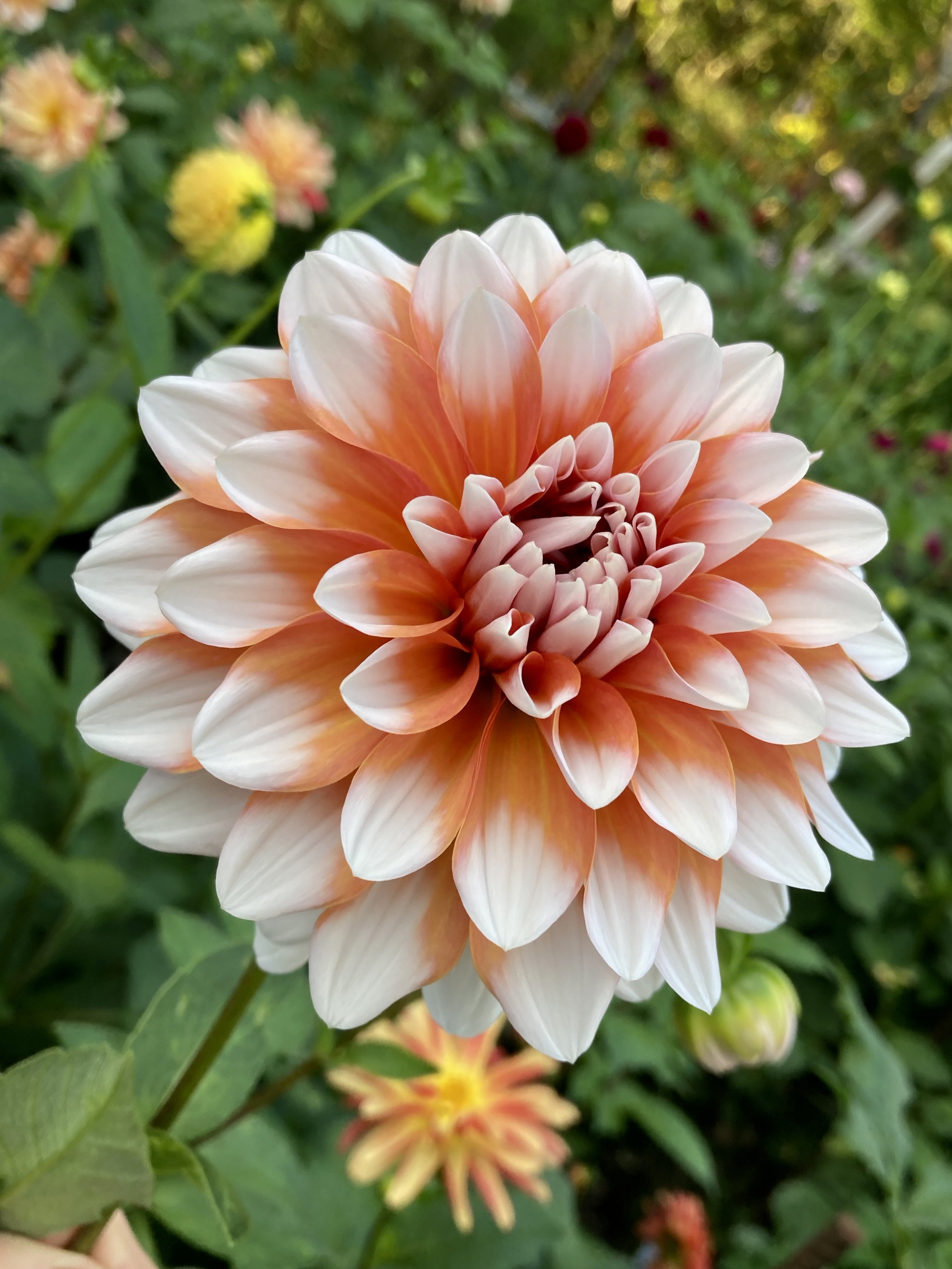 dahlia a la mode — Dahlia Obsession