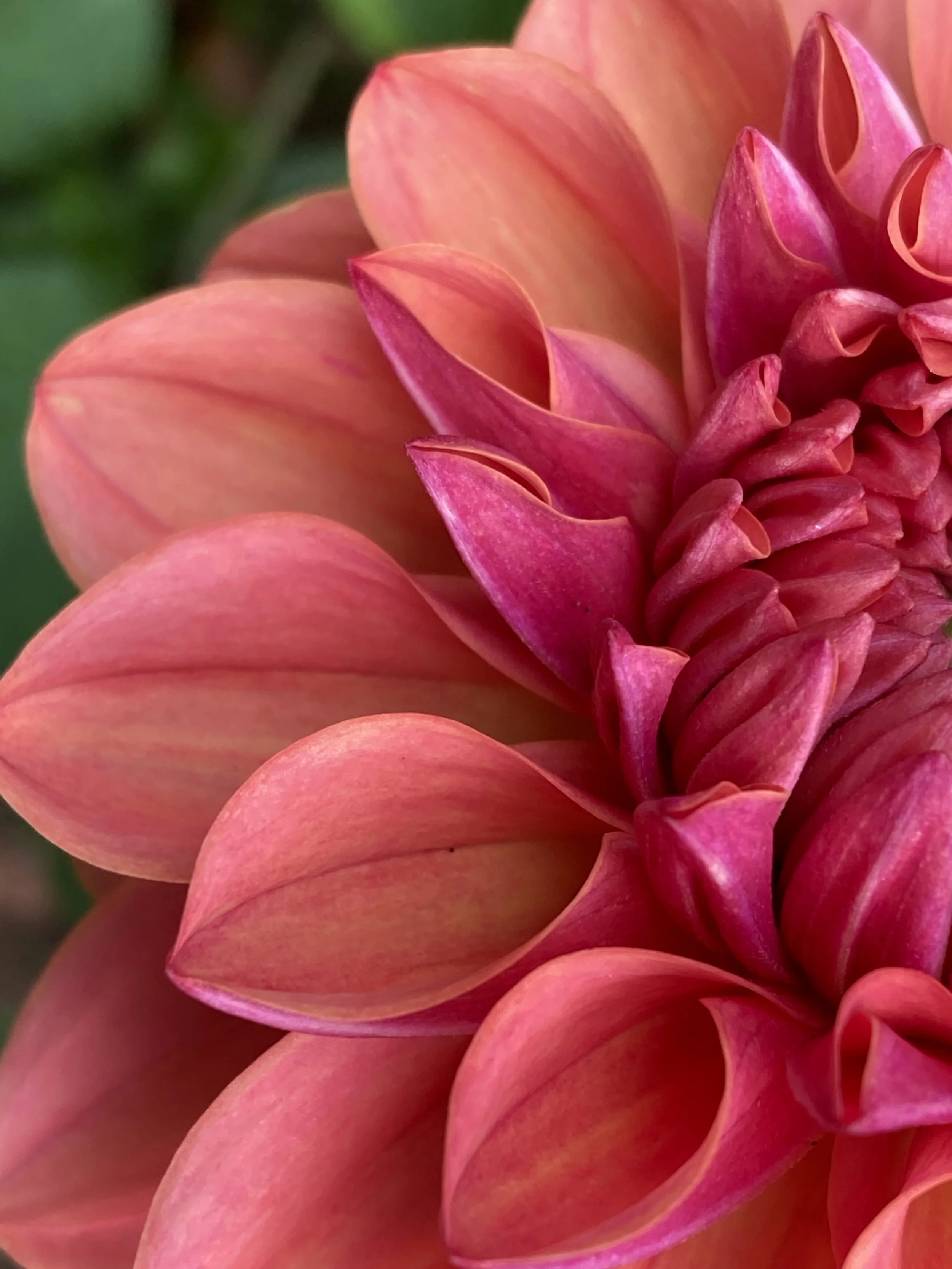 INTRIGUE — Dahlia Obsession