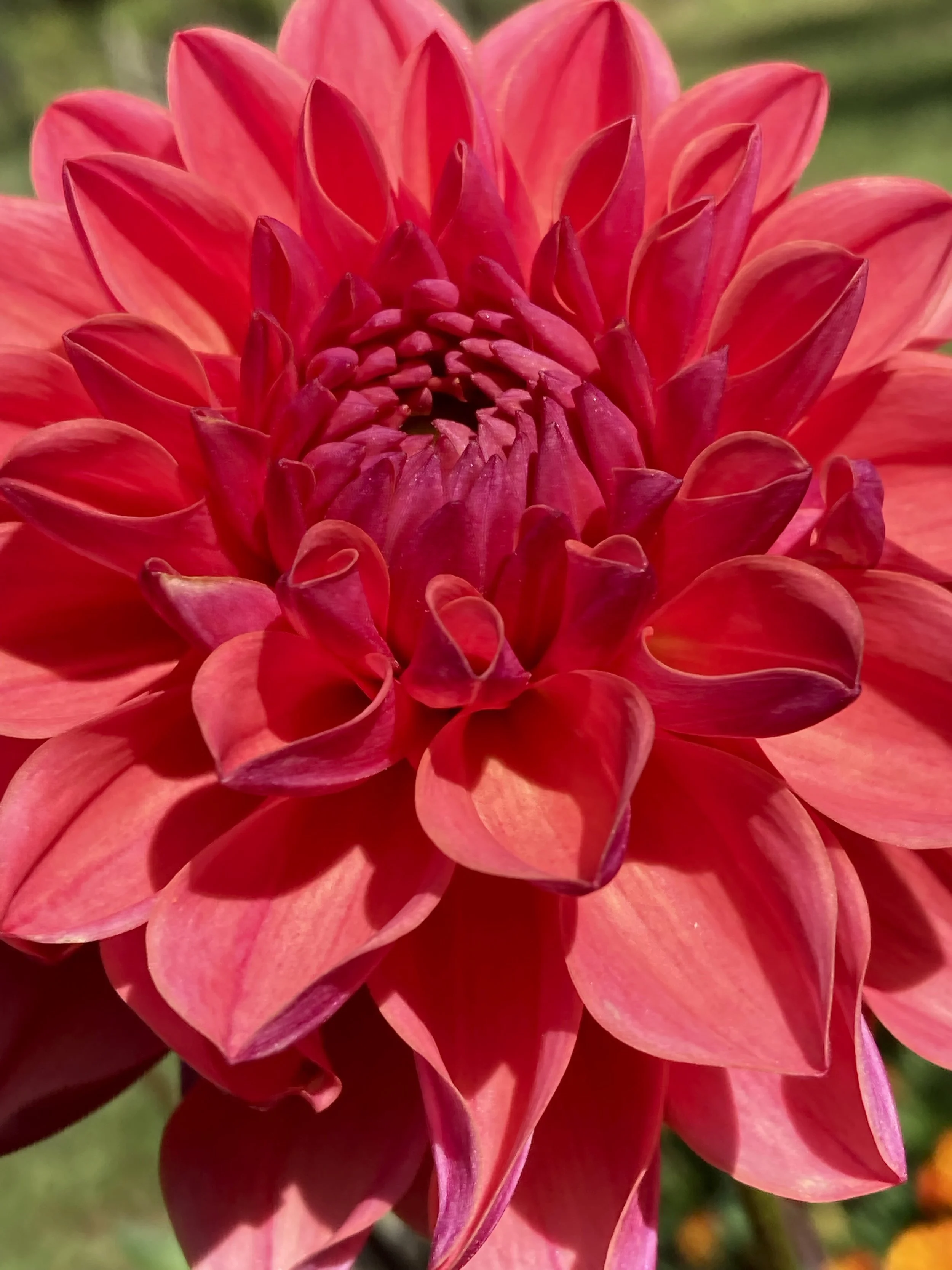 INTRIGUE — Dahlia Obsession