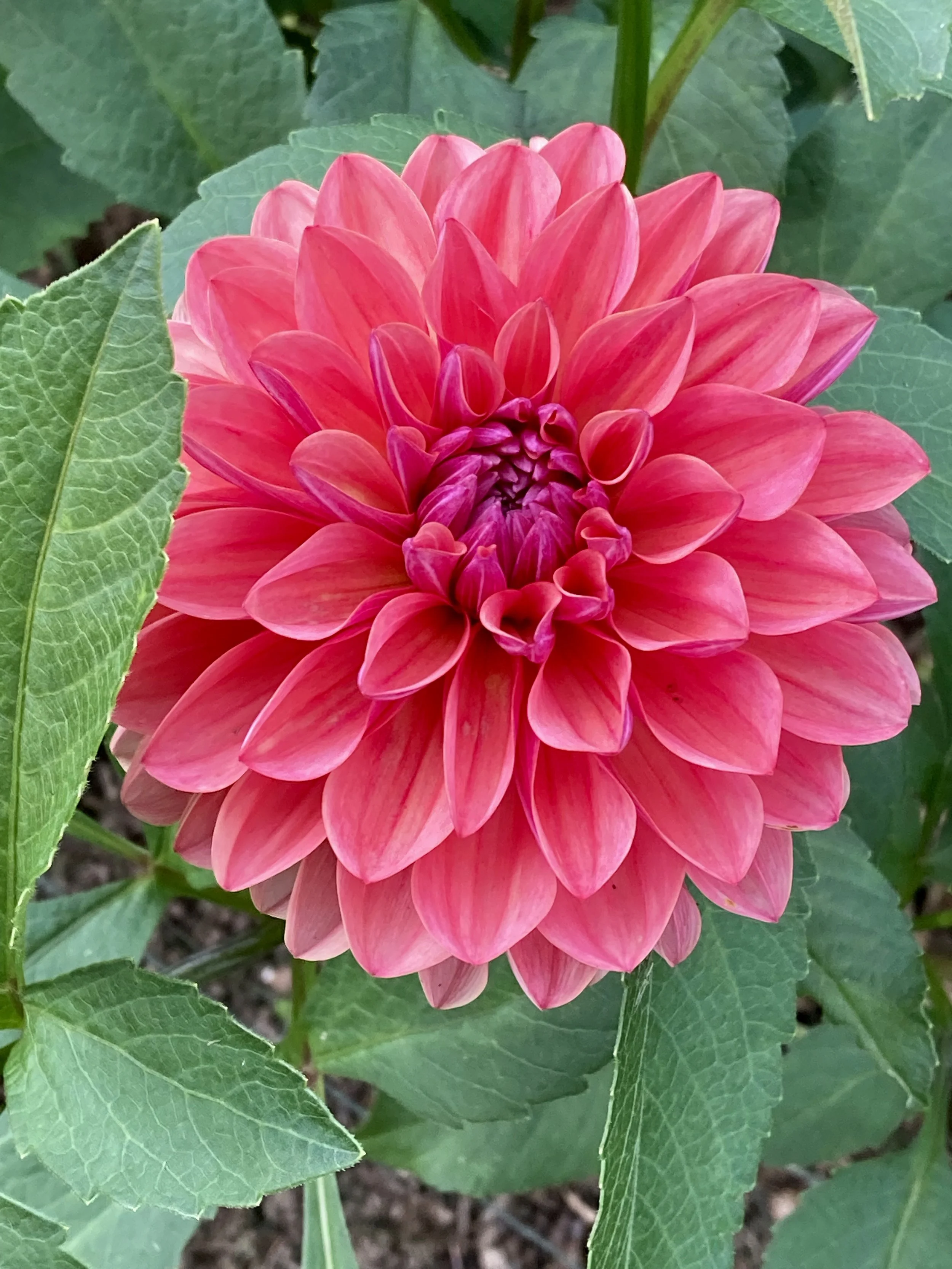 INTRIGUE — Dahlia Obsession