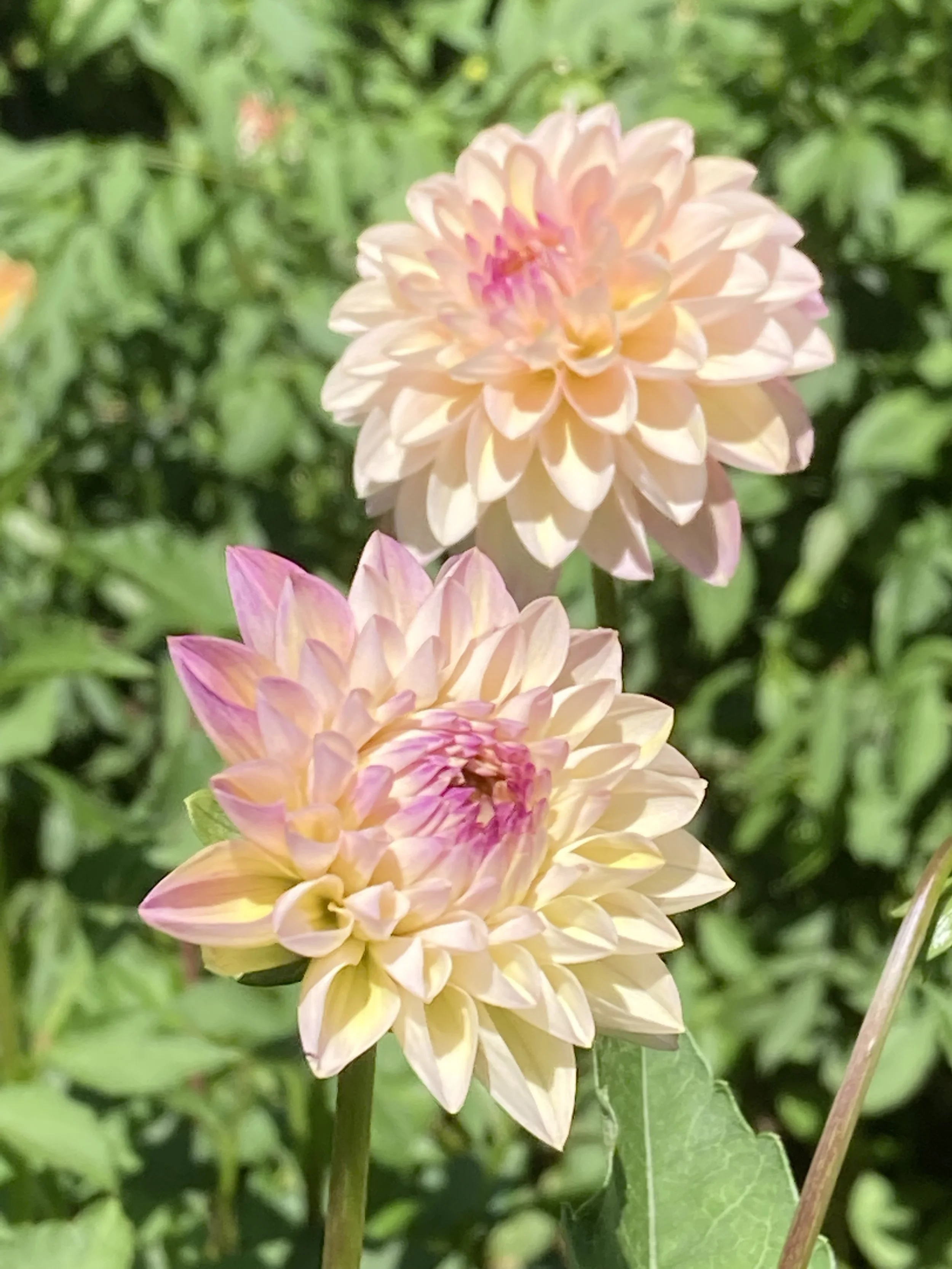 WINE EYED JILL — Dahlia Obsession