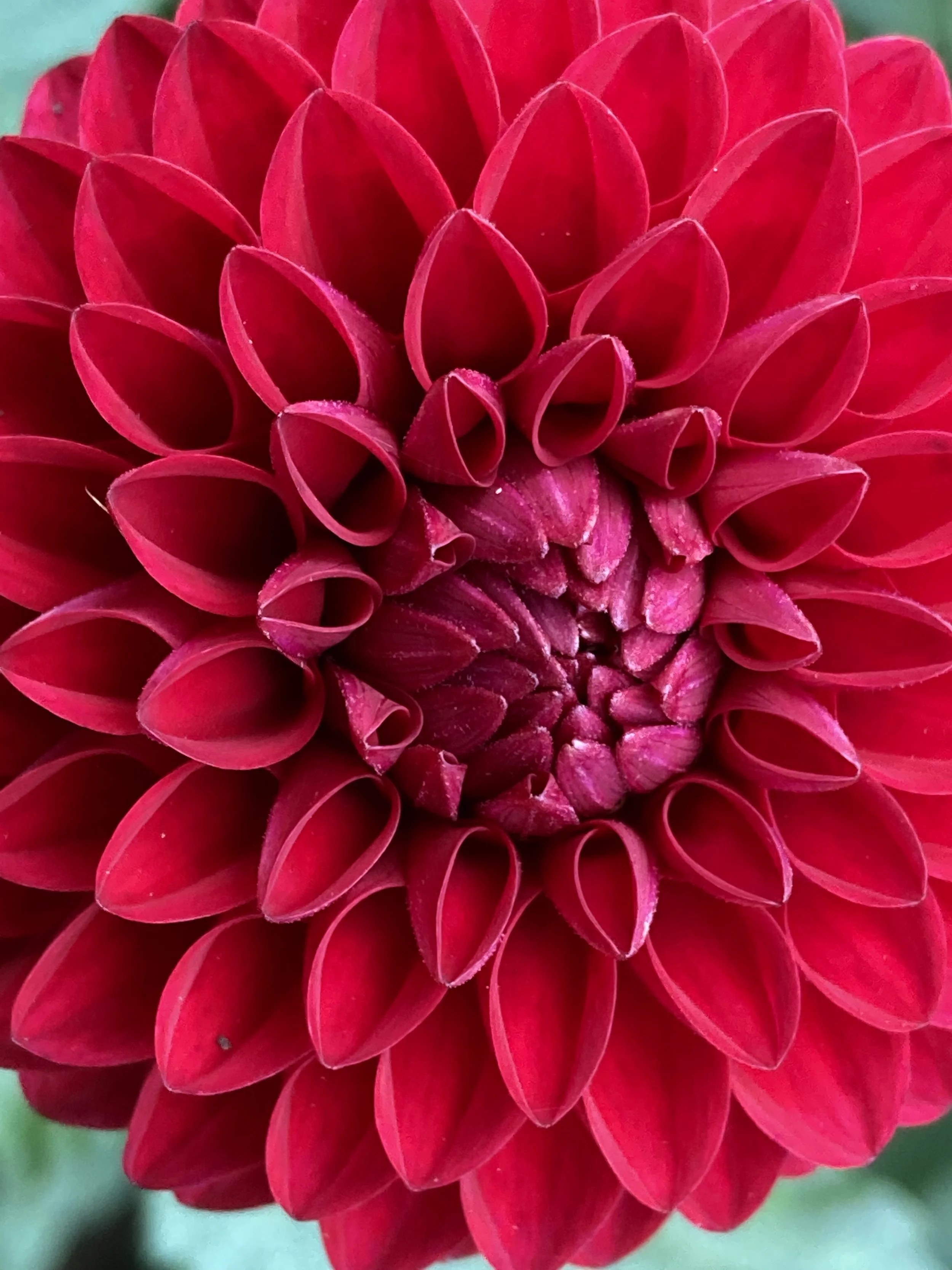 HOLLYHILL LOVER BOY — Dahlia Obsession