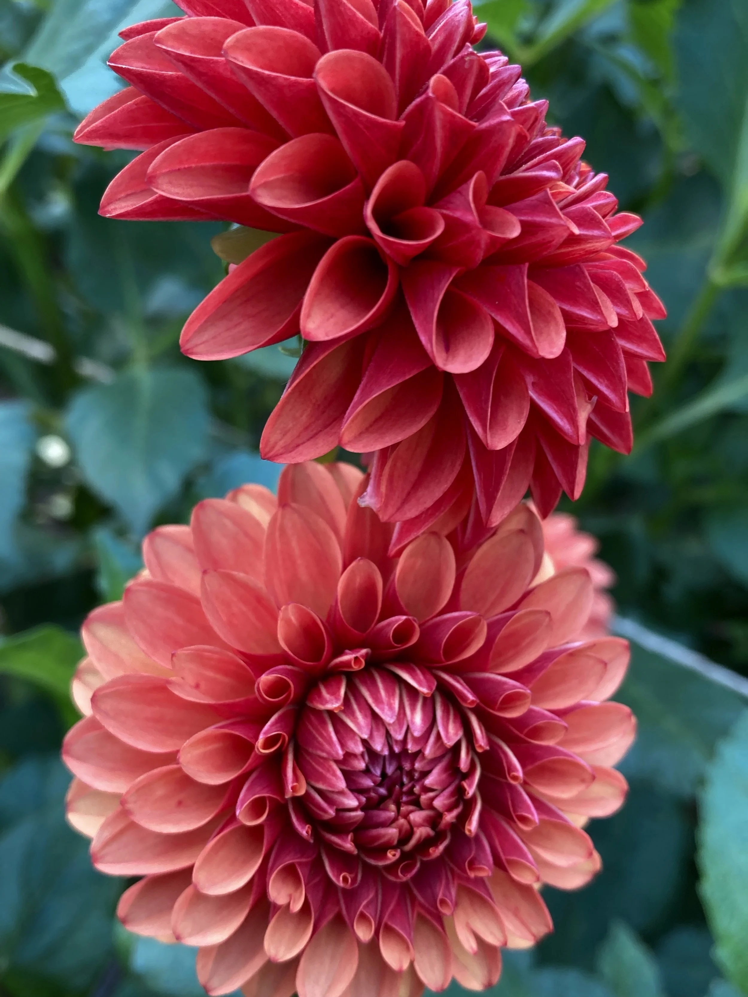 BROWN SUGAR — Dahlia Obsession